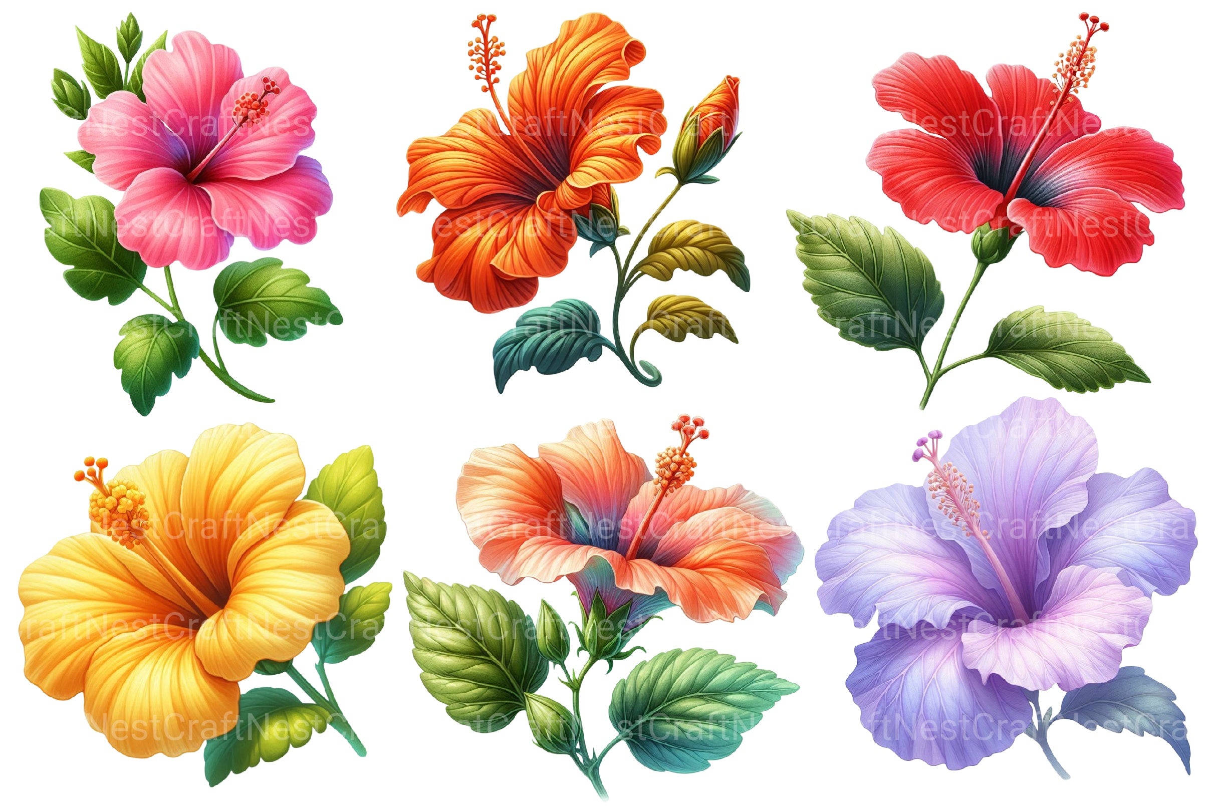 Hibiscus Flowers Clipart Bundle 2 - CraftNest - Digital Crafting and Art