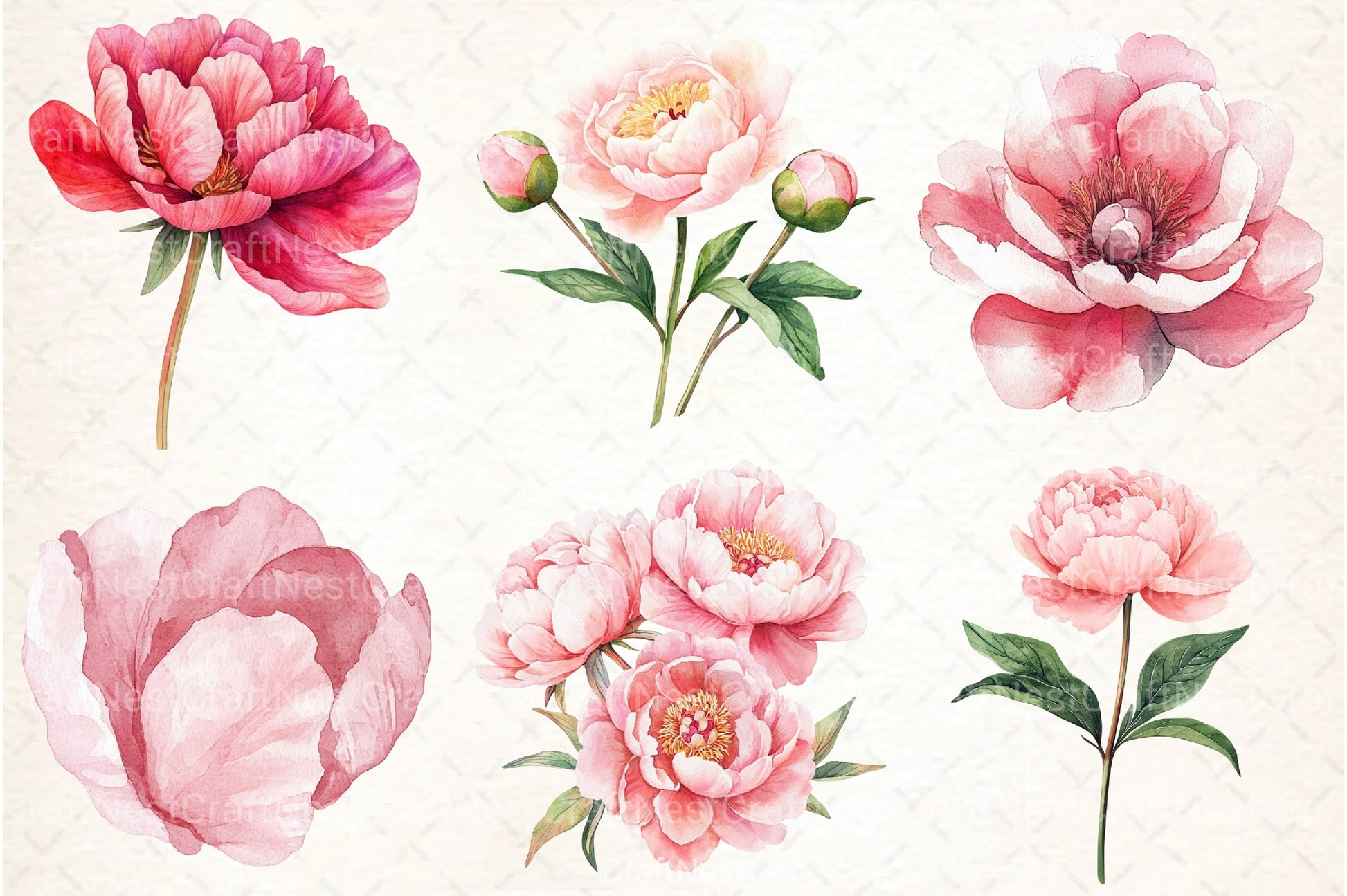 Blush Peonies Flowers Clipart Bundle - CraftNest - Digital Crafting and Art