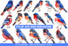 4th of July Bird Sublimation Clipart