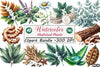 Medicinal Plants Clipart Bundle 1