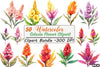 Celosia Flower Clipart Bundle 11