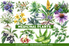 Medicinal Plants Clipart Bundle