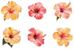 Summer Flower Clipart Bundle - CraftNest - Digital Crafting and Art