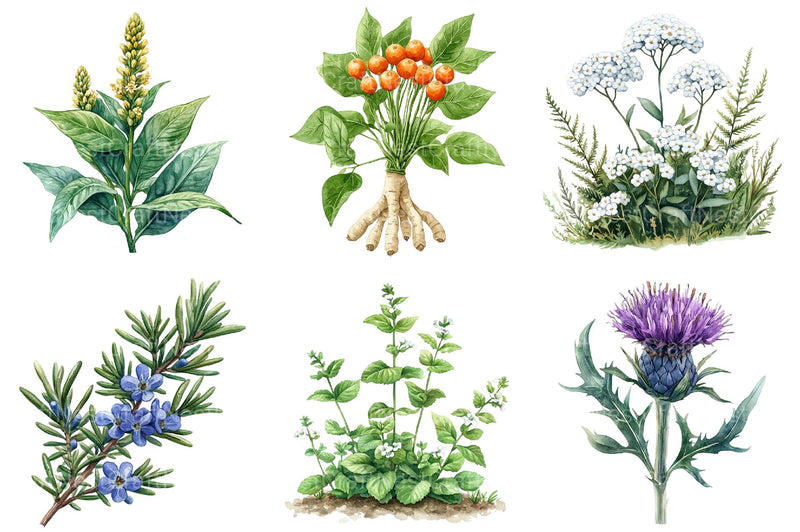 Medicinal Plants Clipart Bundle - CraftNest - Digital Crafting and Art
