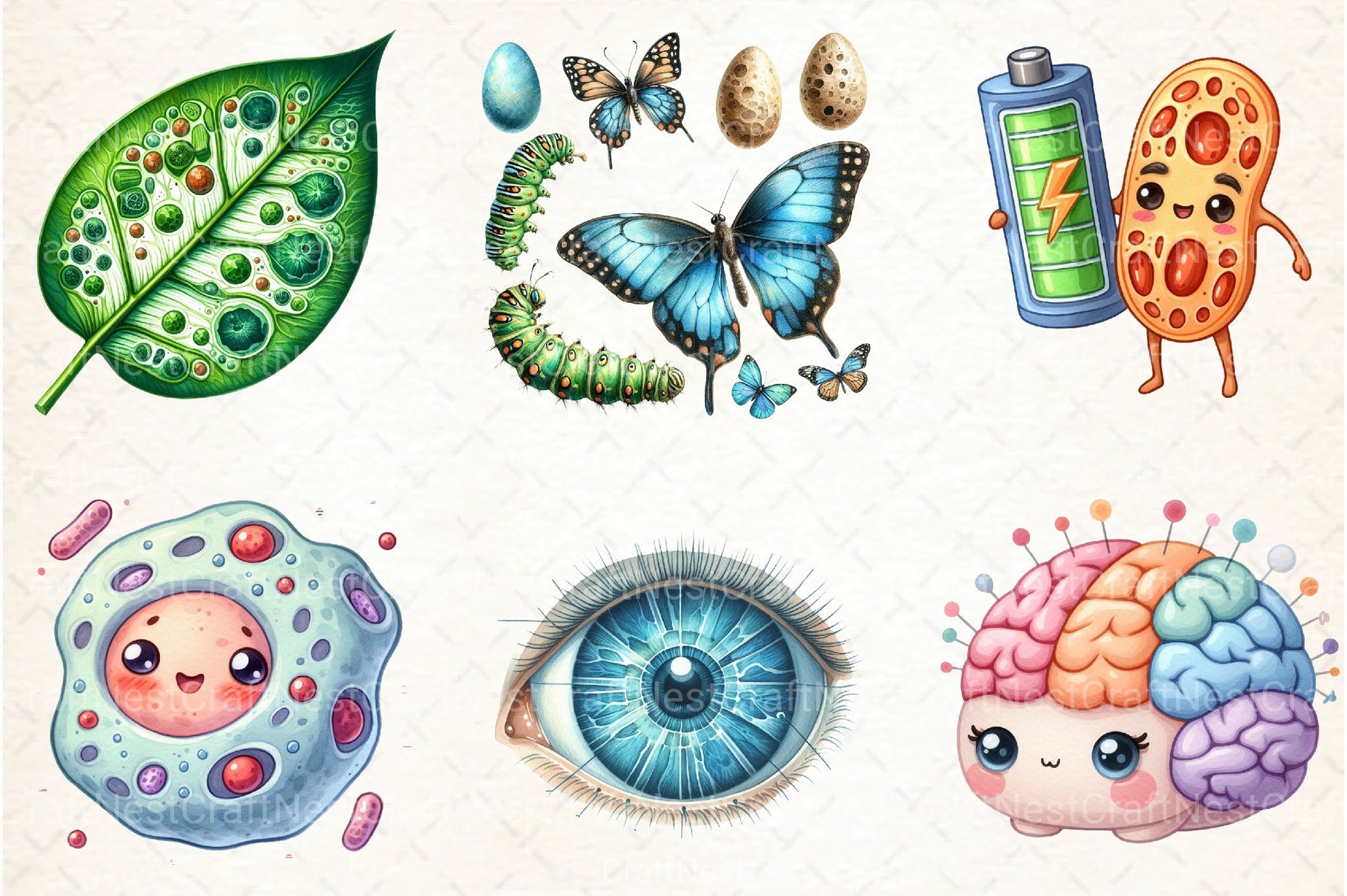 Biology Clipart Bundle for Educational Use - CraftNest - Digital Crafting and Art