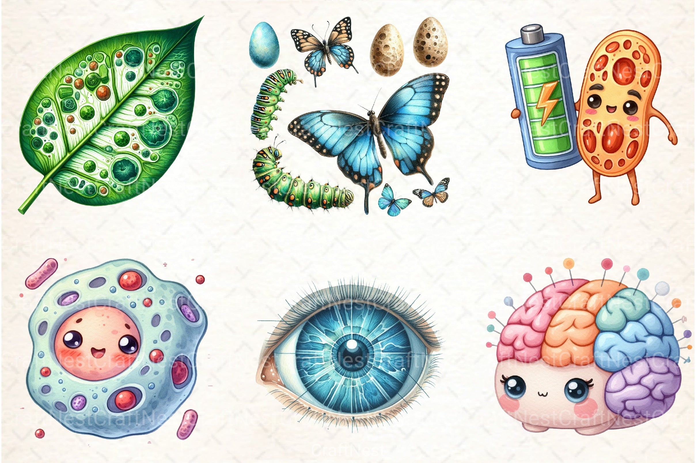 Biology Clipart Bundle for Educational Use - CraftNest - Digital Crafting and Art