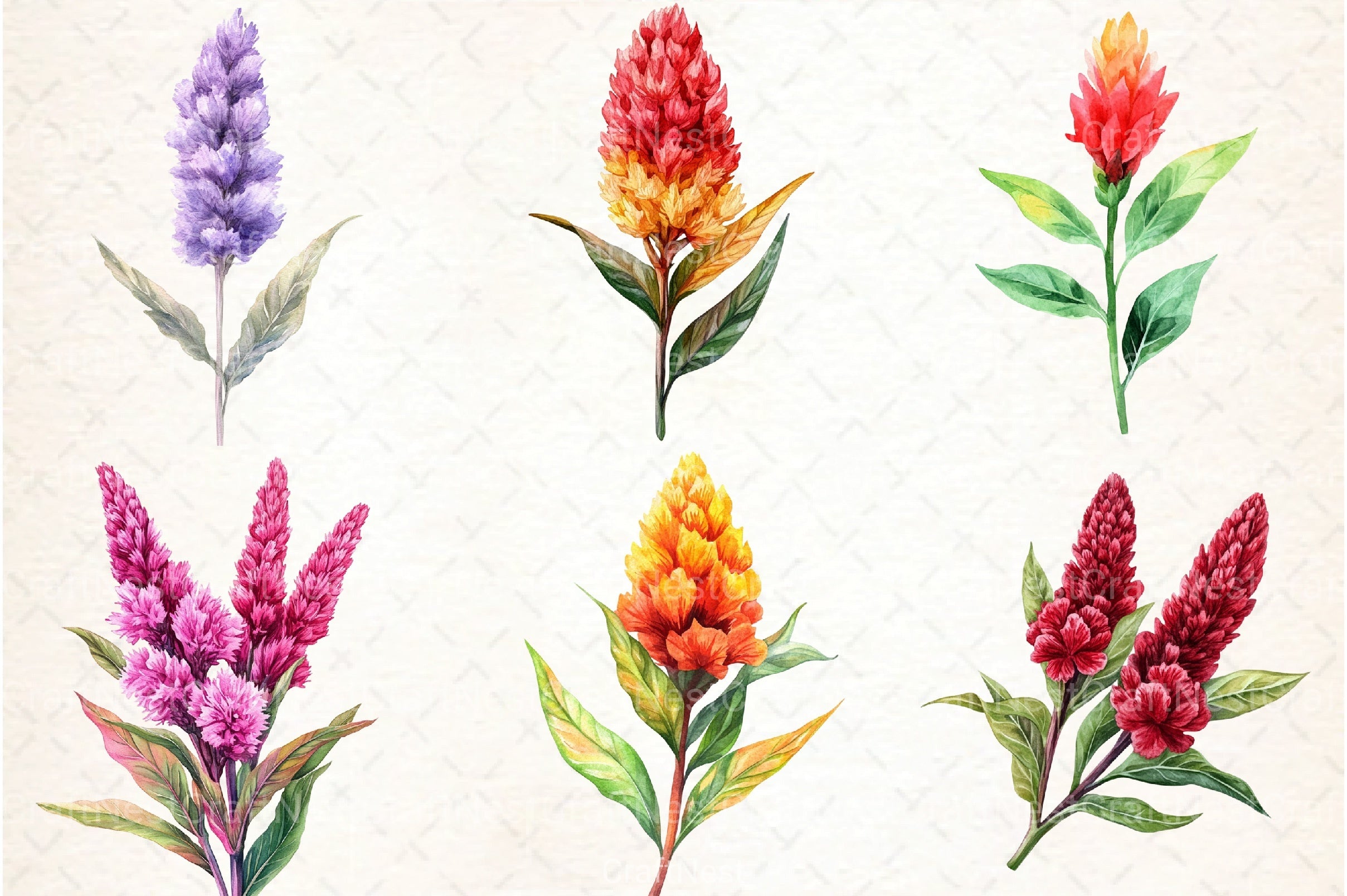 Celosia Flower Clipart Bundle 11 - CraftNest - Digital Crafting and Art
