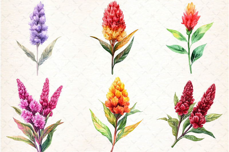 Celosia Flower Clipart Bundle 11 - CraftNest - Digital Crafting and Art