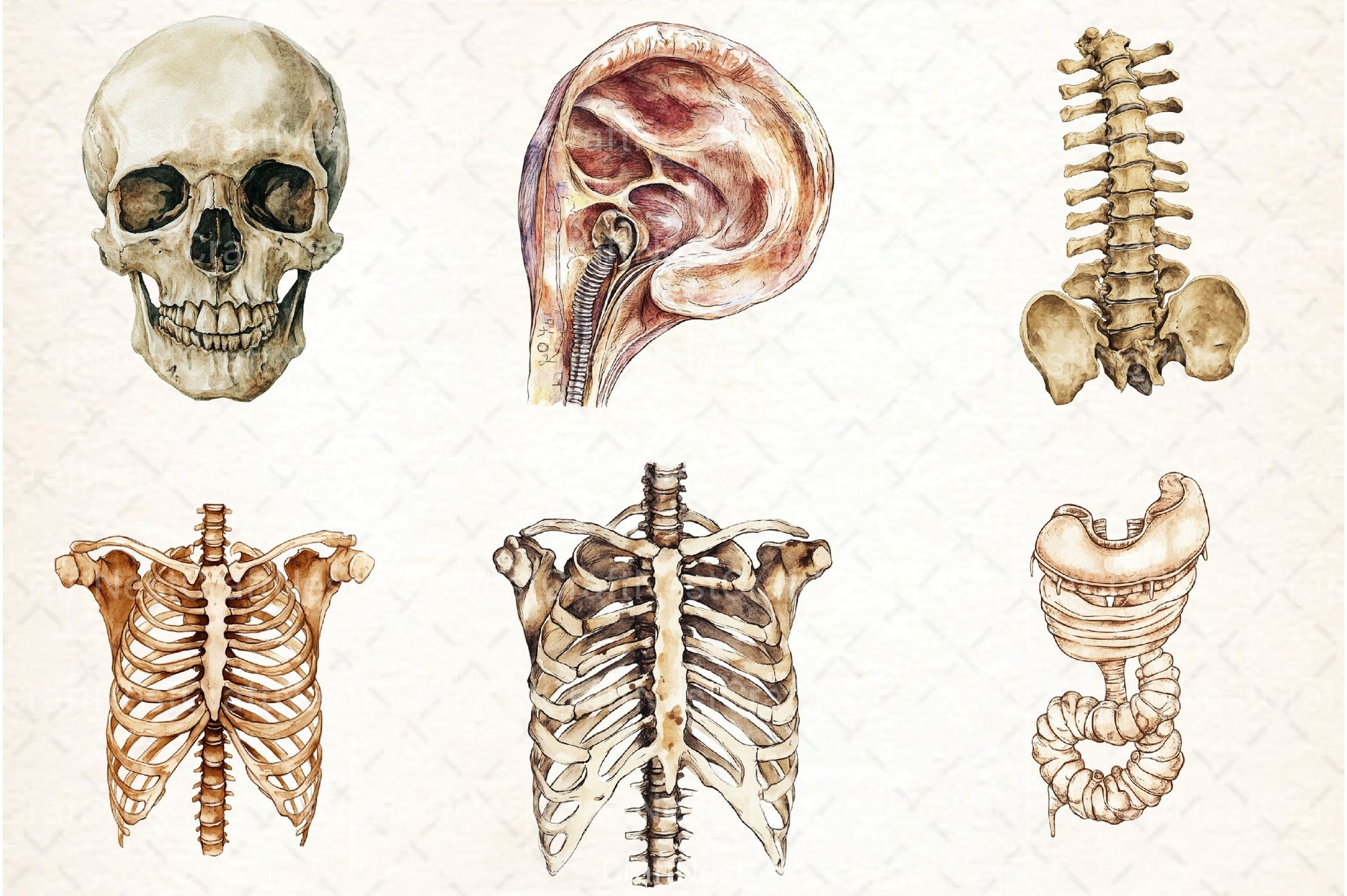 Antique Anatomy Overlays Clipart Bundle - CraftNest - Digital Crafting and Art