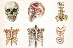 Antique Anatomy Overlays Clipart Bundle - CraftNest - Digital Crafting and Art