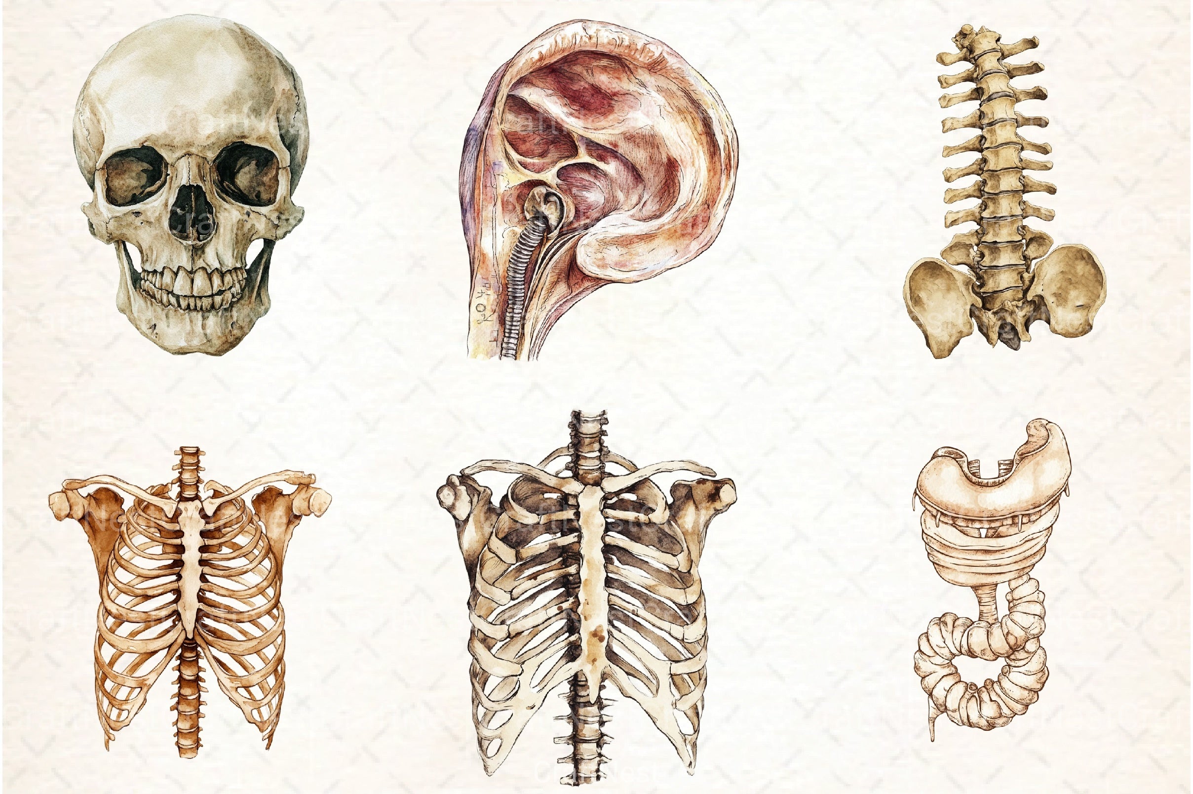 Antique Anatomy Overlays Clipart Bundle - CraftNest - Digital Crafting and Art