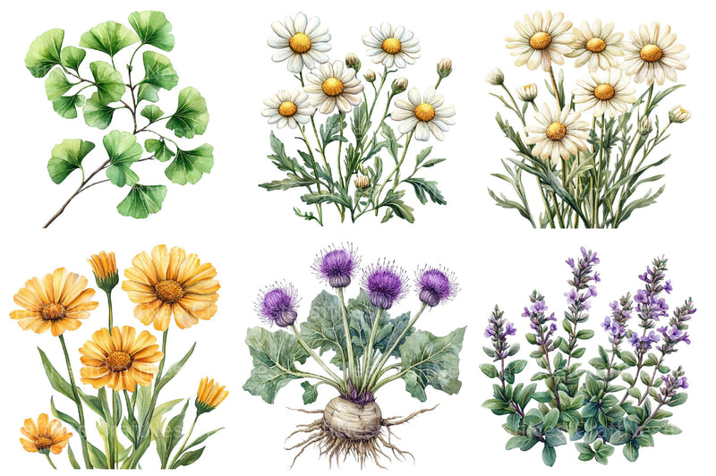 Medicinal Plants Clipart Bundle - CraftNest - Digital Crafting and Art