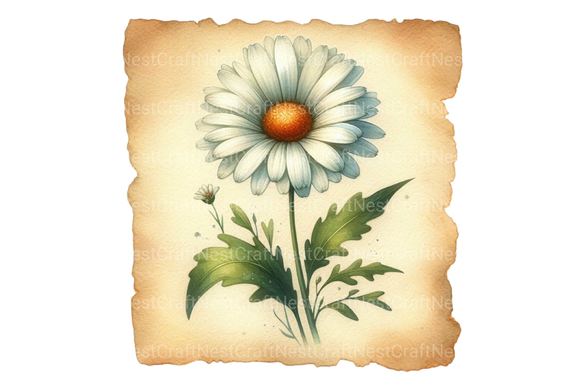 Daisy Dream Flower Clipart Bundle - CraftNest - Digital Crafting and Art