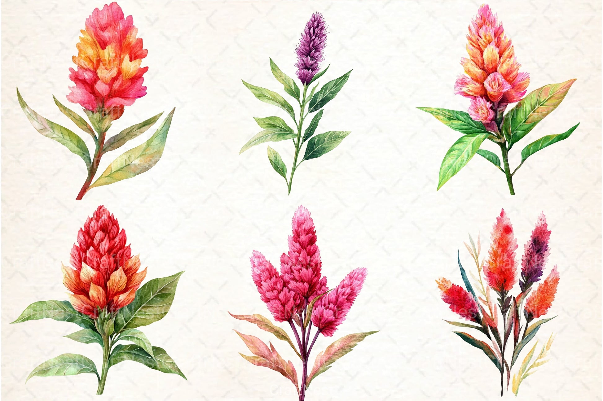 Celosia Flower Clipart Bundle 11 - CraftNest - Digital Crafting and Art
