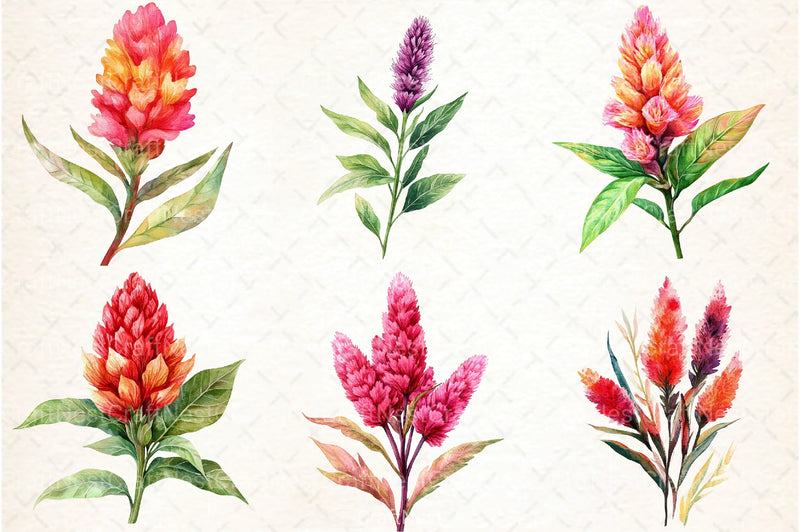 Celosia Flower Clipart Bundle 11 - CraftNest - Digital Crafting and Art