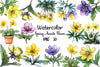 Spring Winter Aconite Flower Clipart Bundle