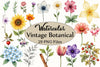 Vintage Botanical Clipart Bundle 4