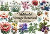 Vintage Botanical Clipart Bundle 2