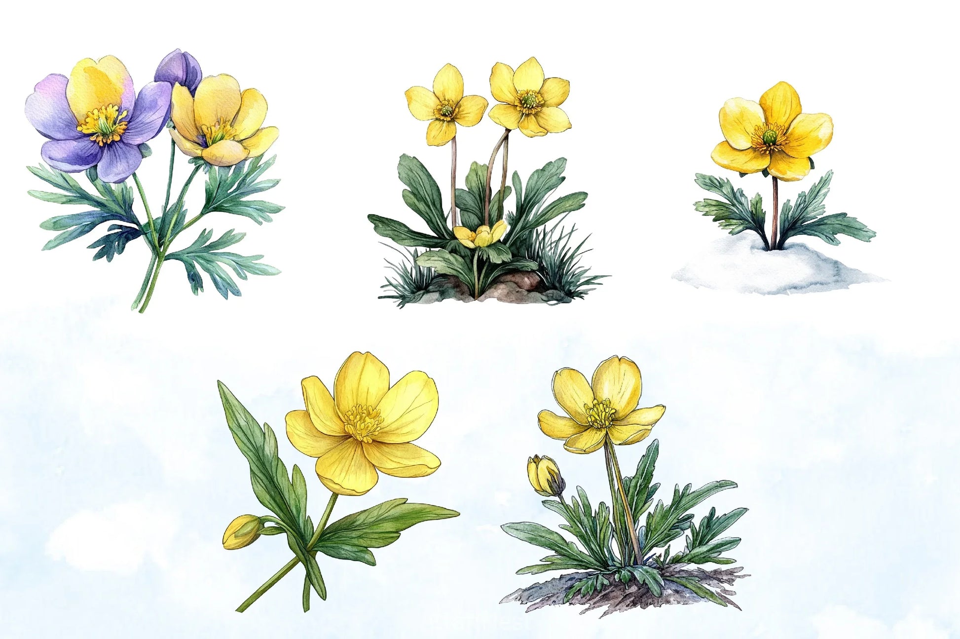 Spring Winter Aconite Flower Clipart Bundle - CraftNest - Digital Crafting and Art