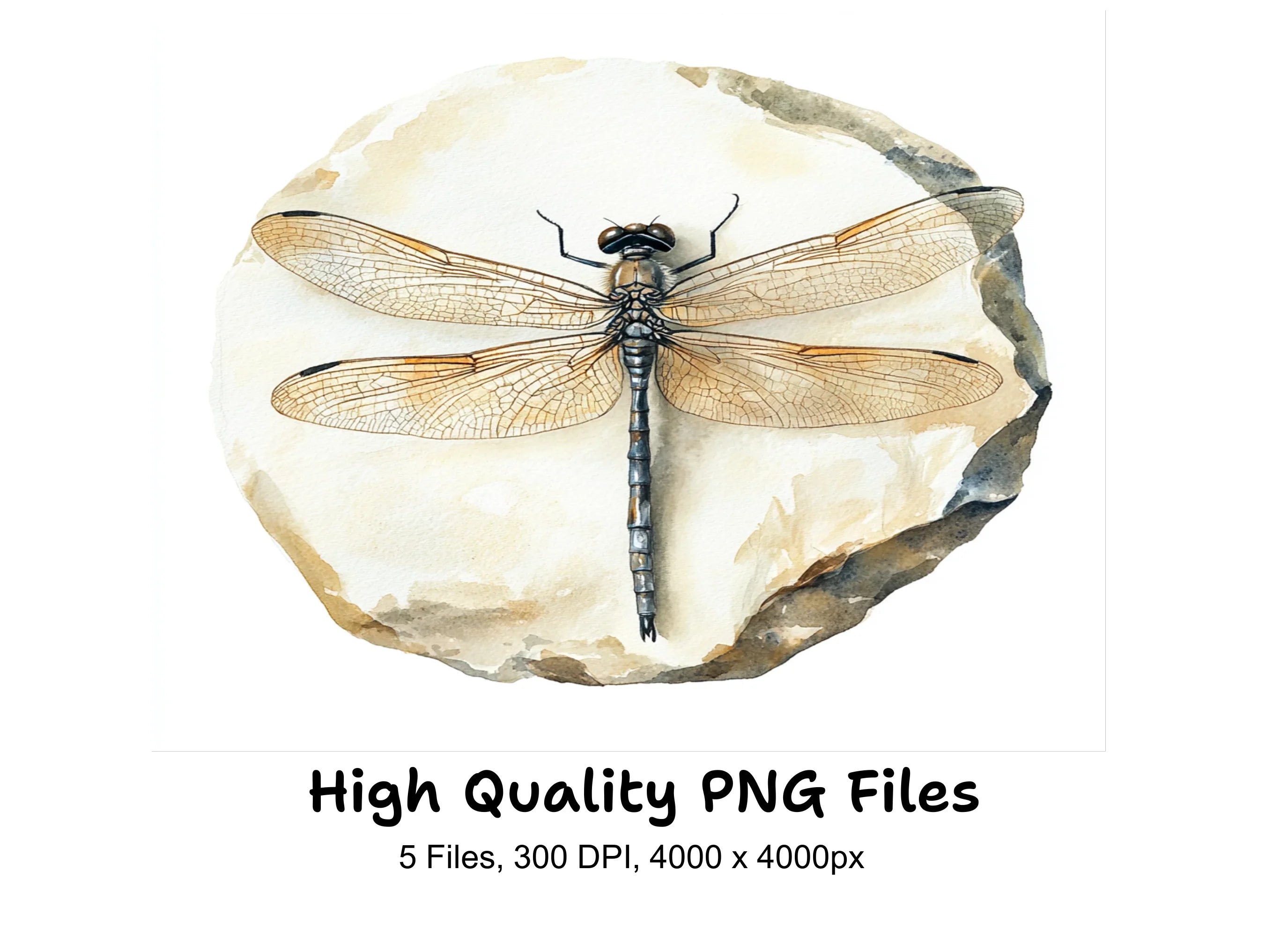Dragonfly on Stone Clipart Bundle