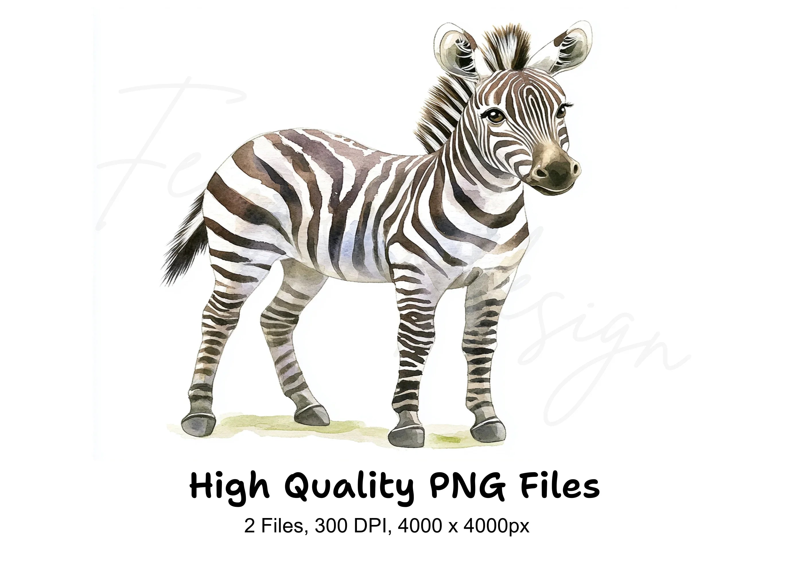 Cute Baby Zebra Clipart Bundle
