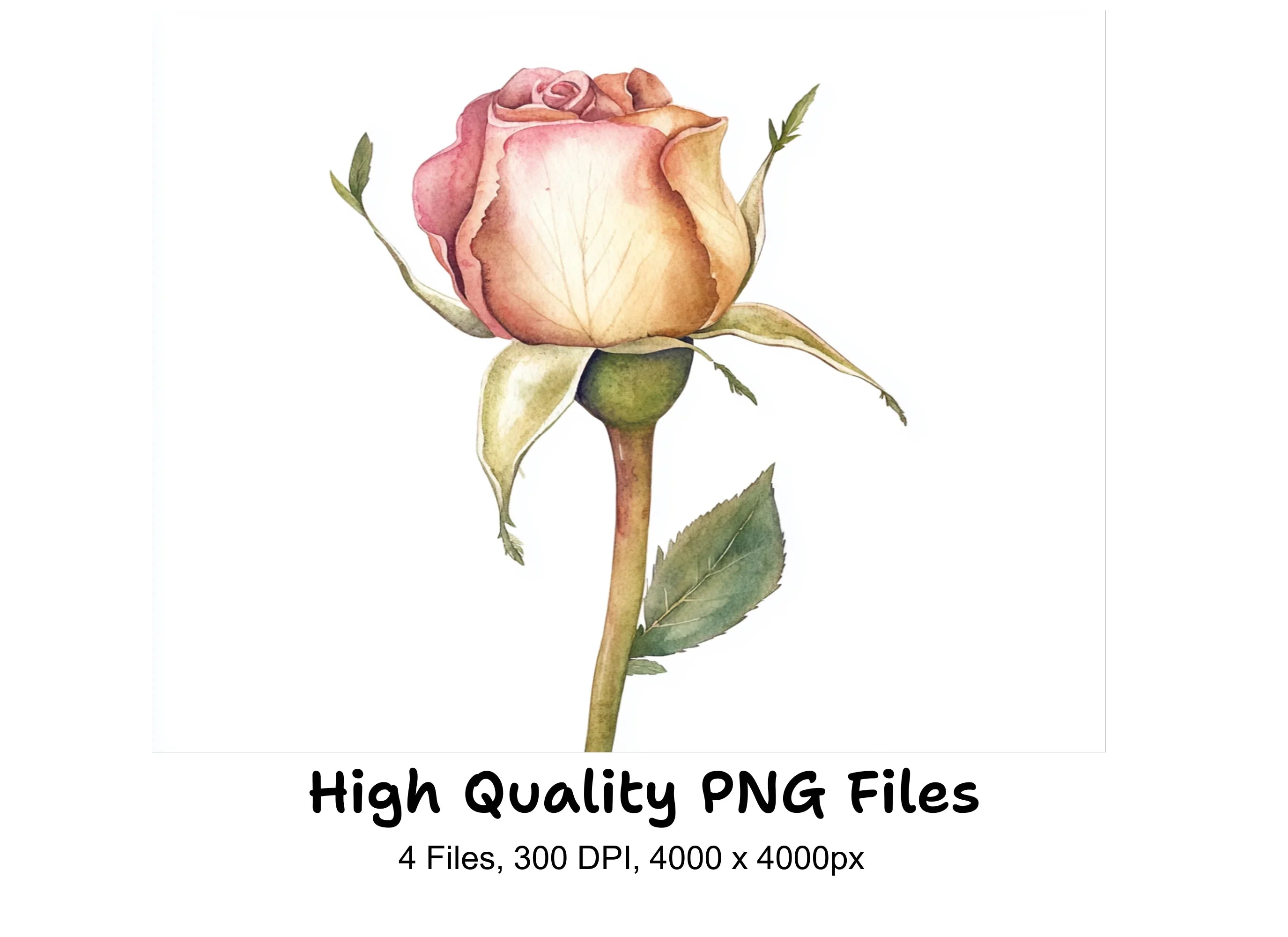 Pink Rose Bud Clipart Bundle