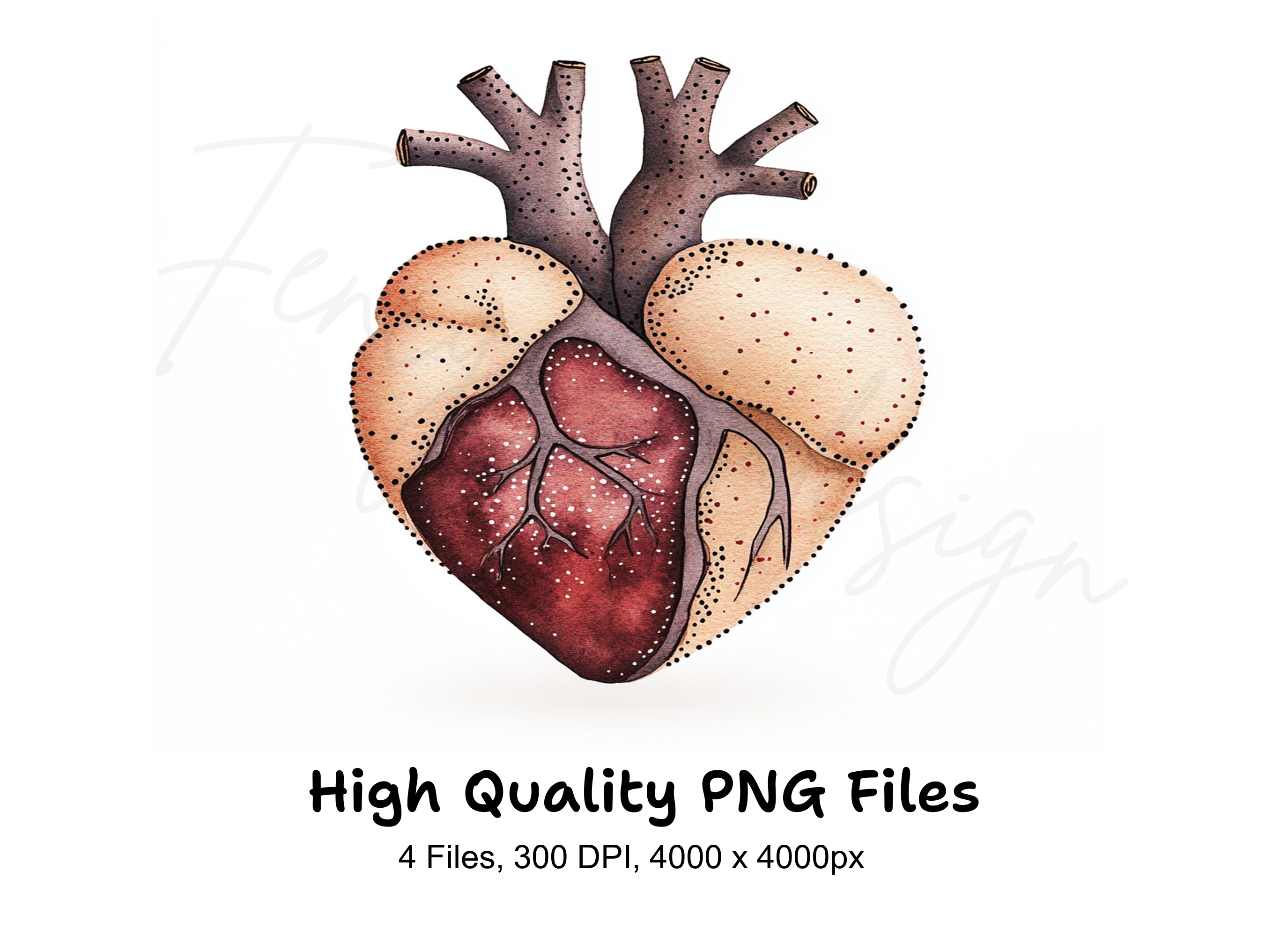 Anatomical Heart Clipart Bundle