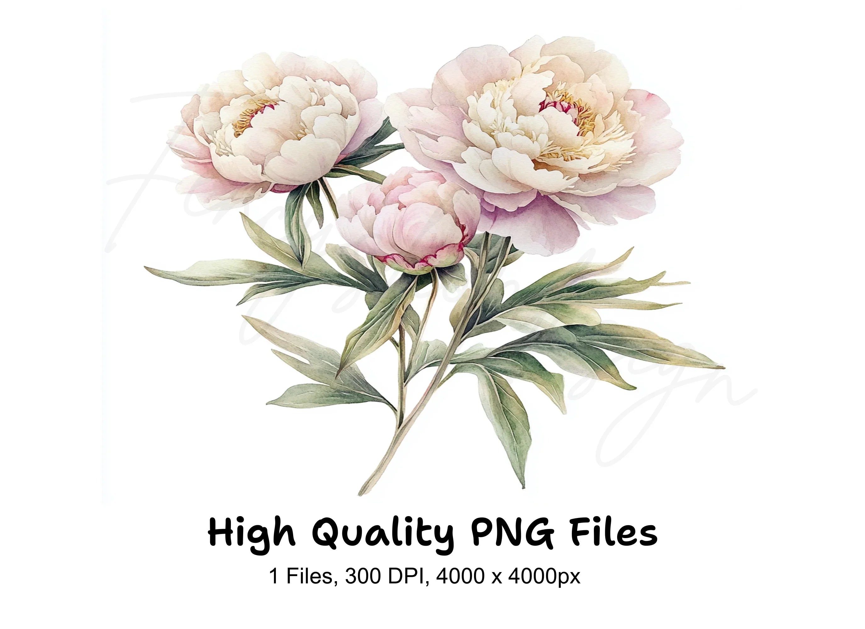 Elegant White Peonies Clipart Bundle