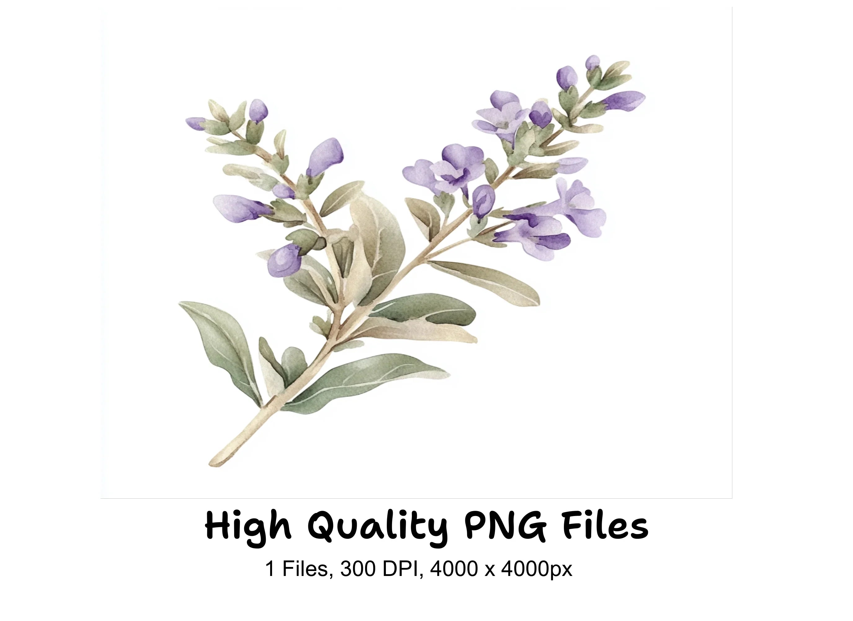Delicate Lavender Sprig Clipart Bundle