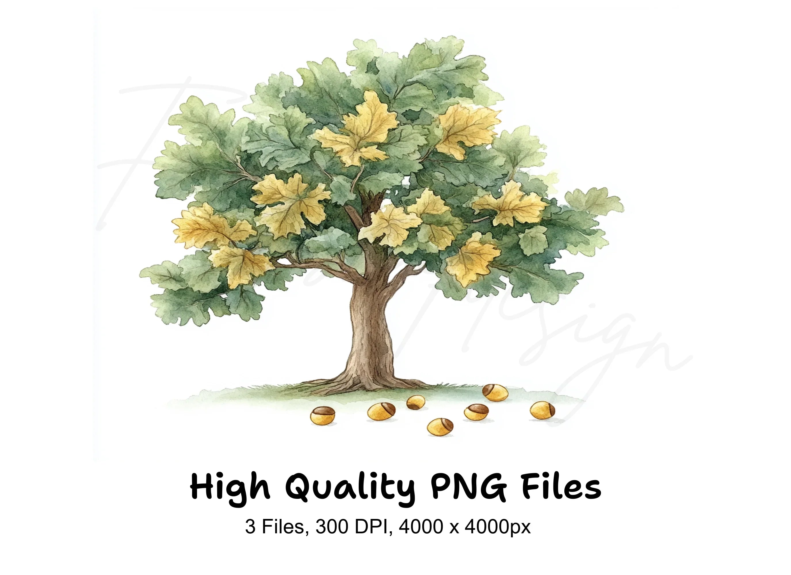Oak Tree Clipart Bundle