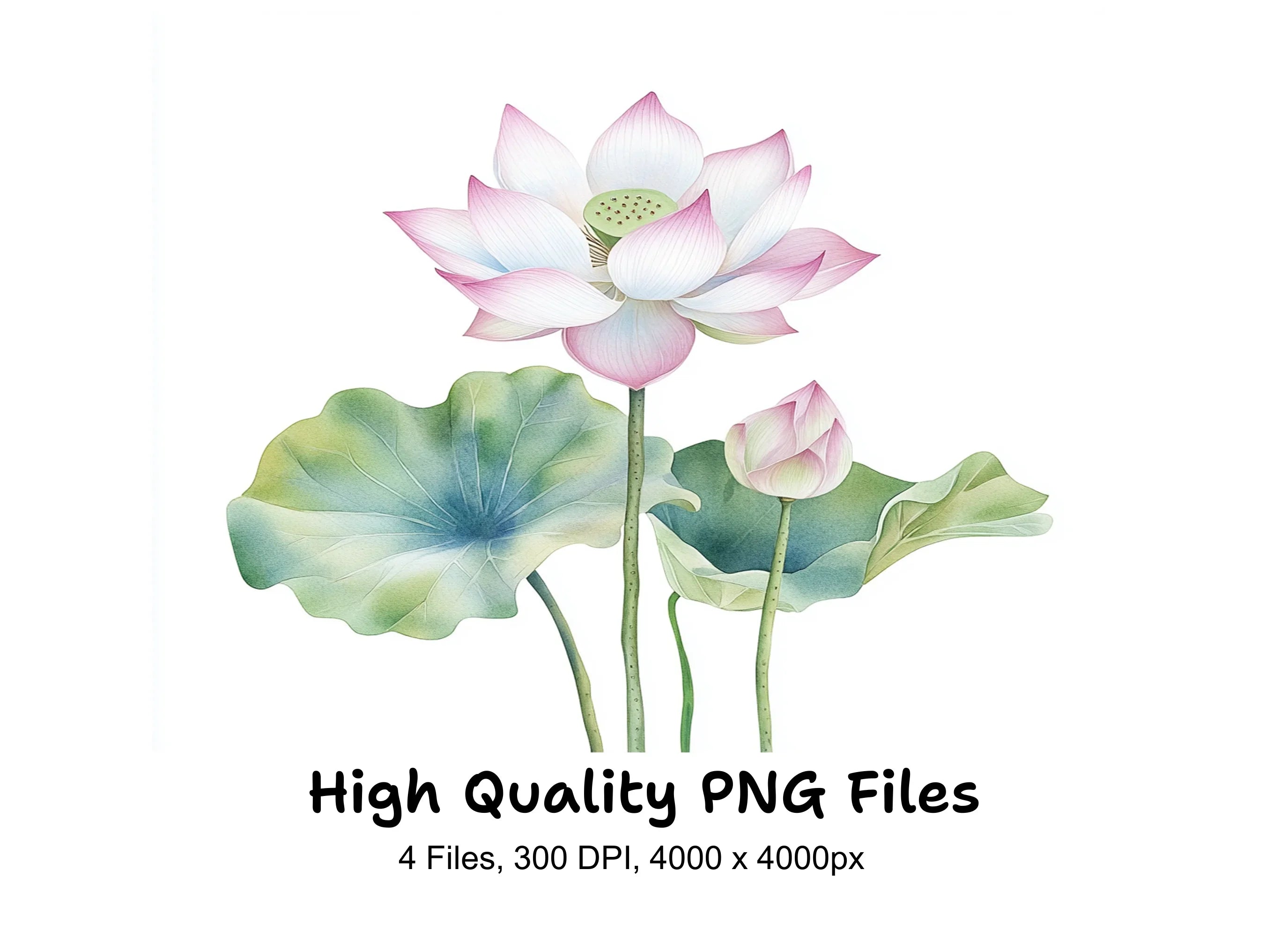 Elegant Lotus Flower Clipart Bundle