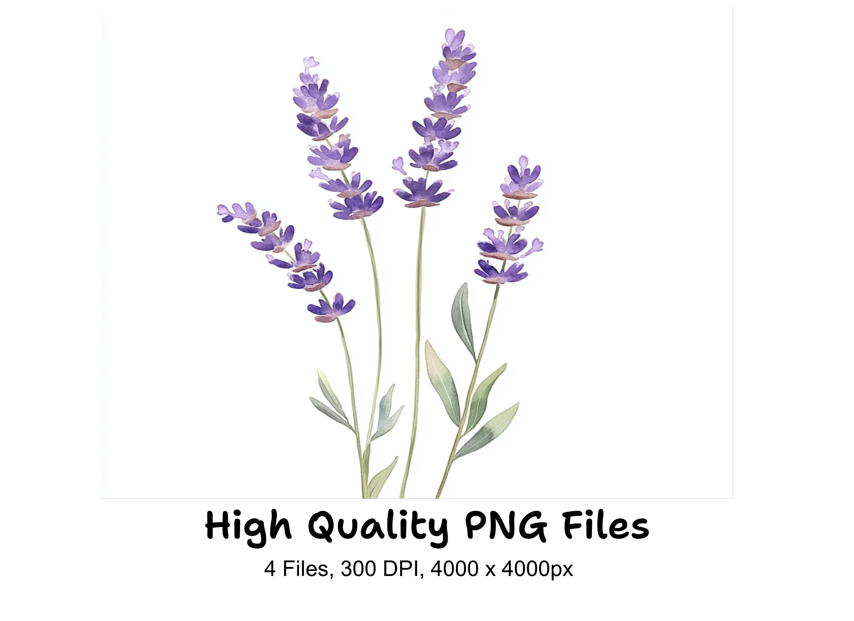 Lavender Clipart Bundle