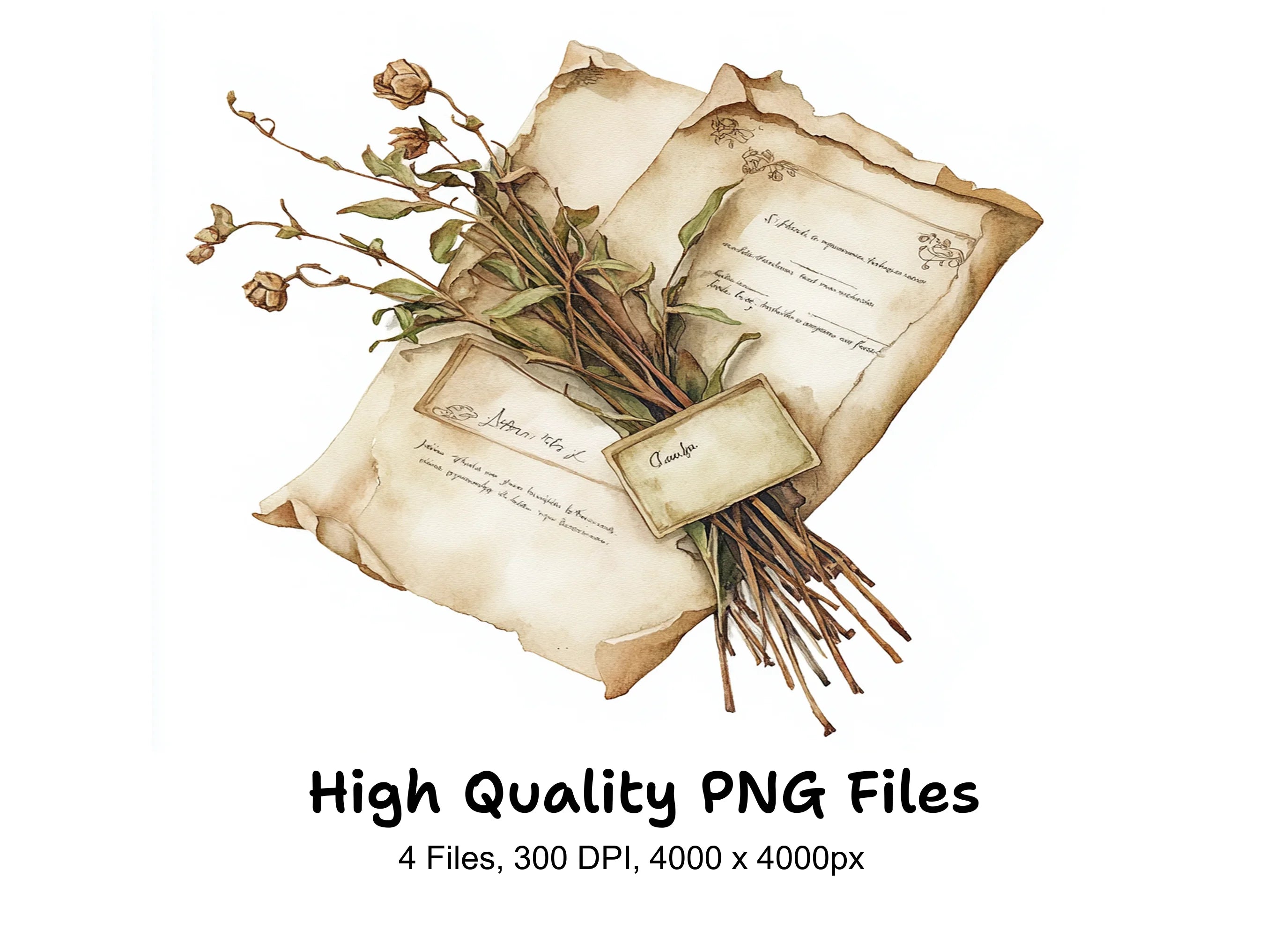Dried Botanical Elements Clipart Bundle