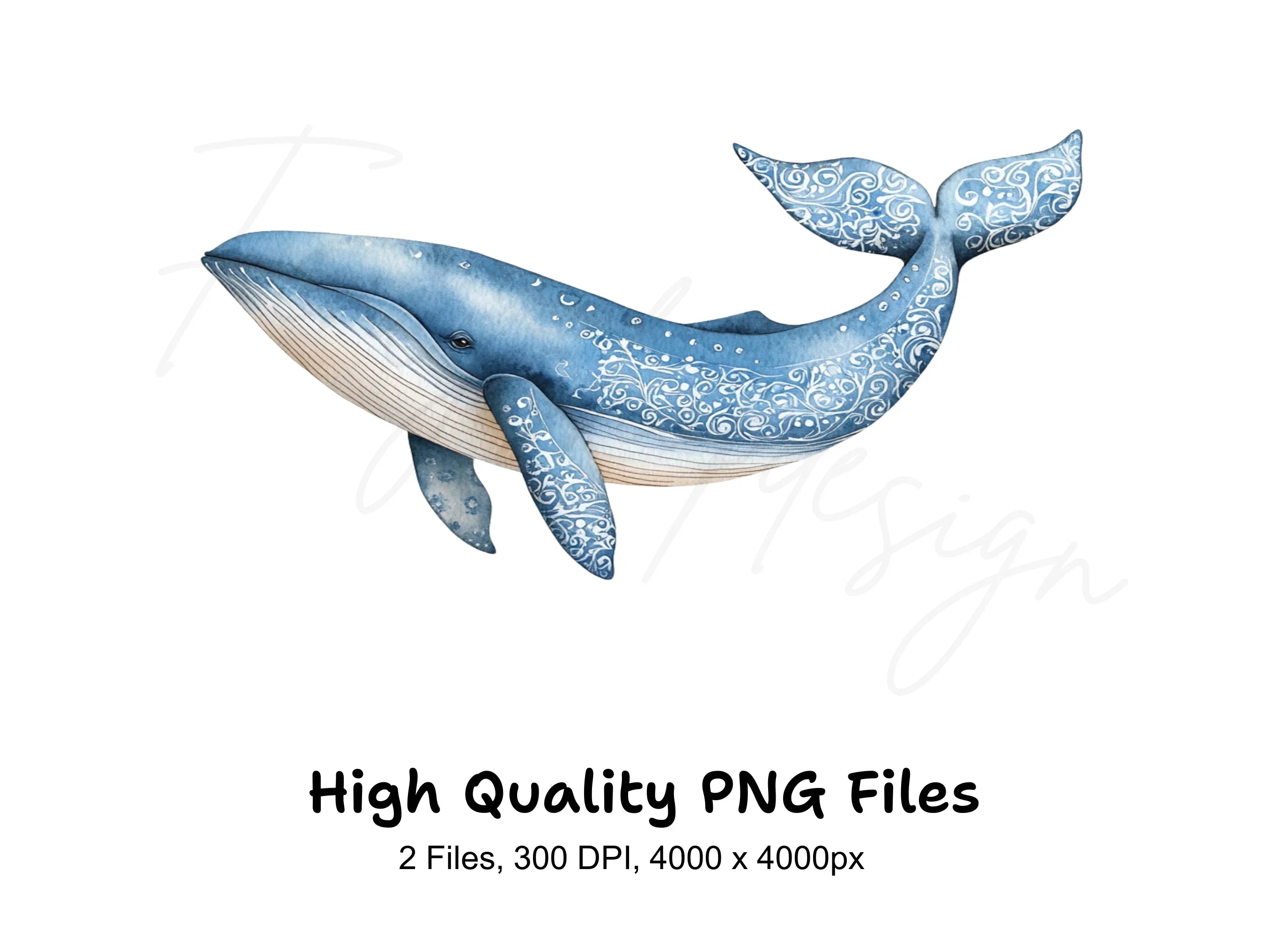Whale Clipart Bundle