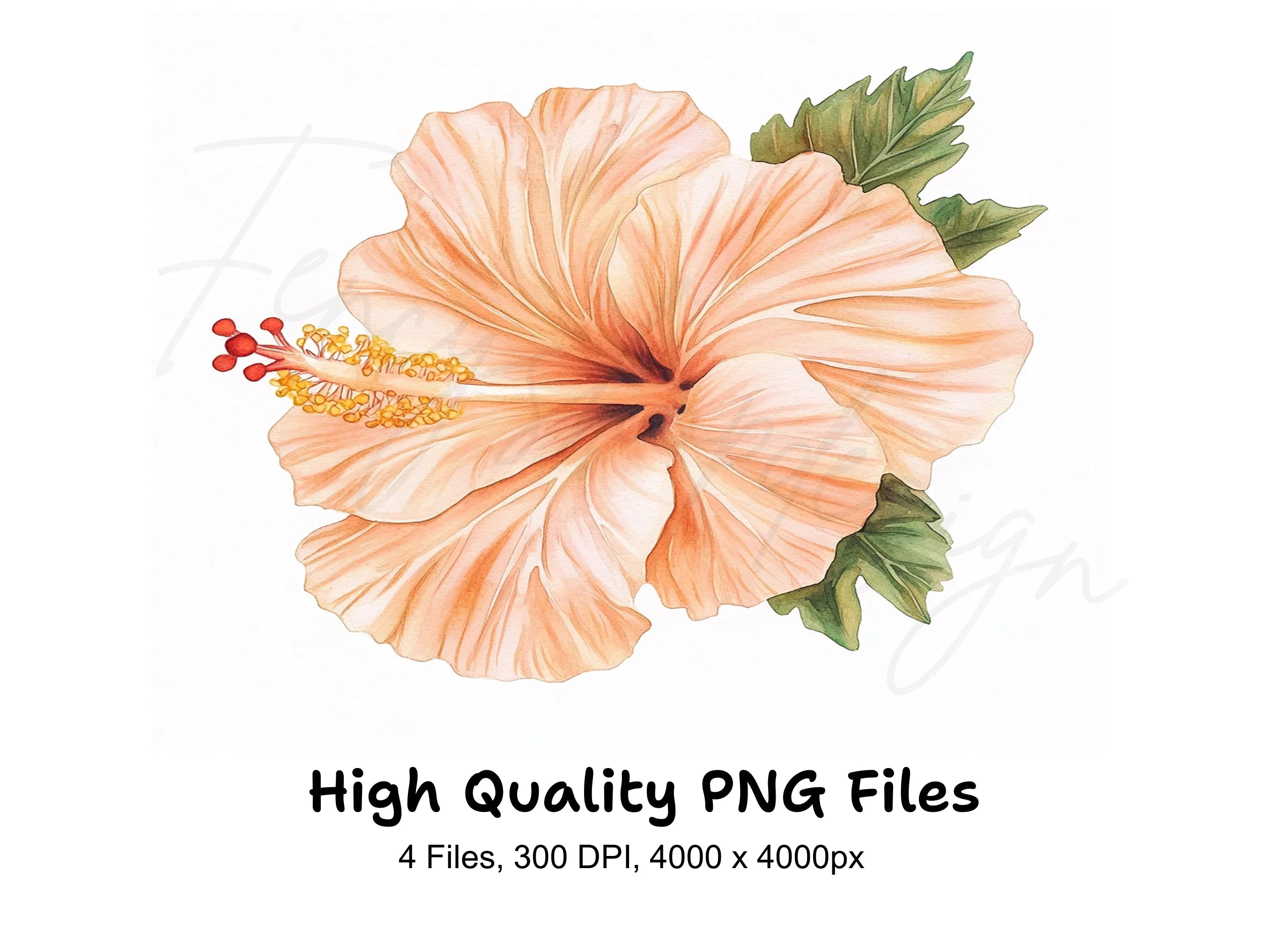 Exquisite Hibiscus Clipart Bundle
