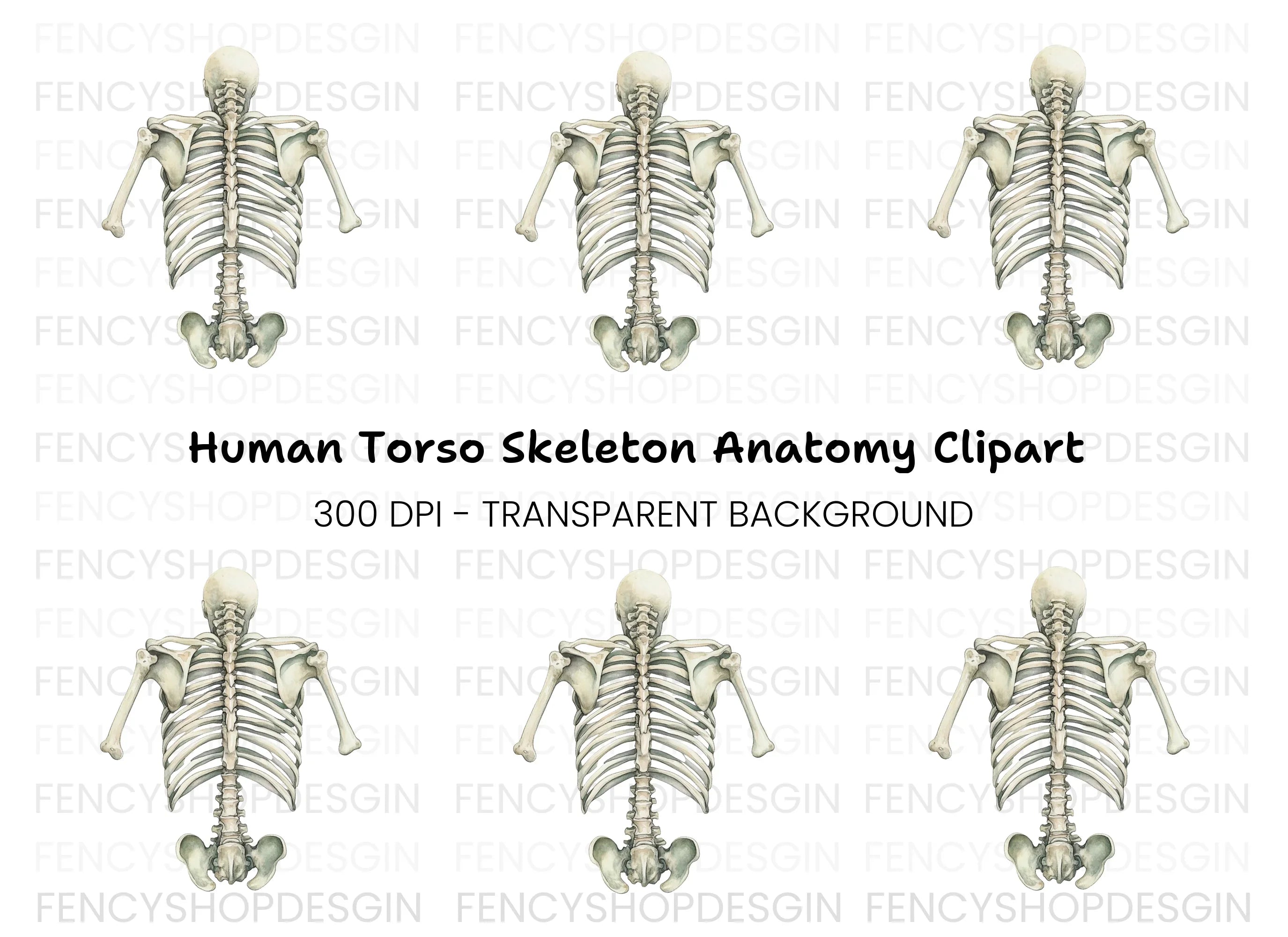 Human Torso Skeleton Back View Clipart Bundle