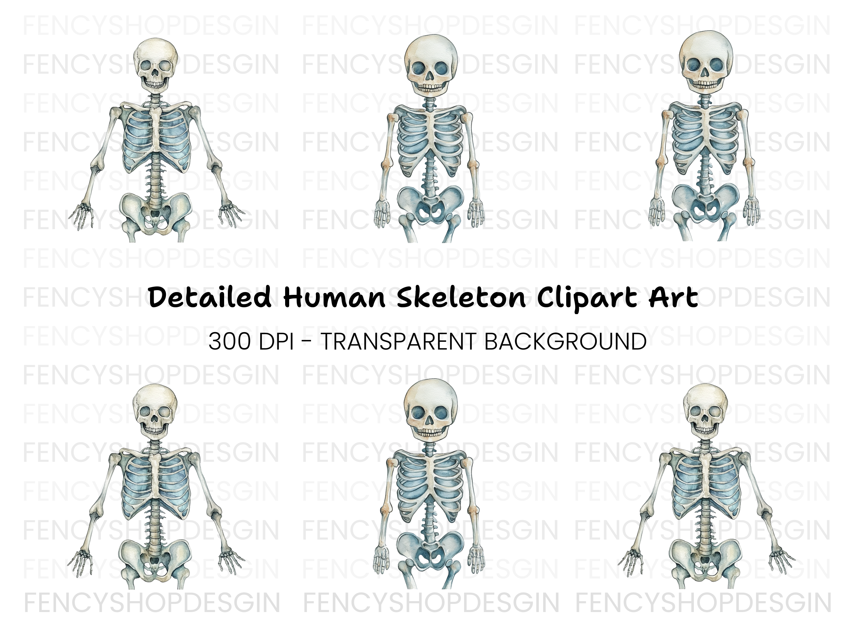 Anatomical Skeleton Graphics Clipart Bundle