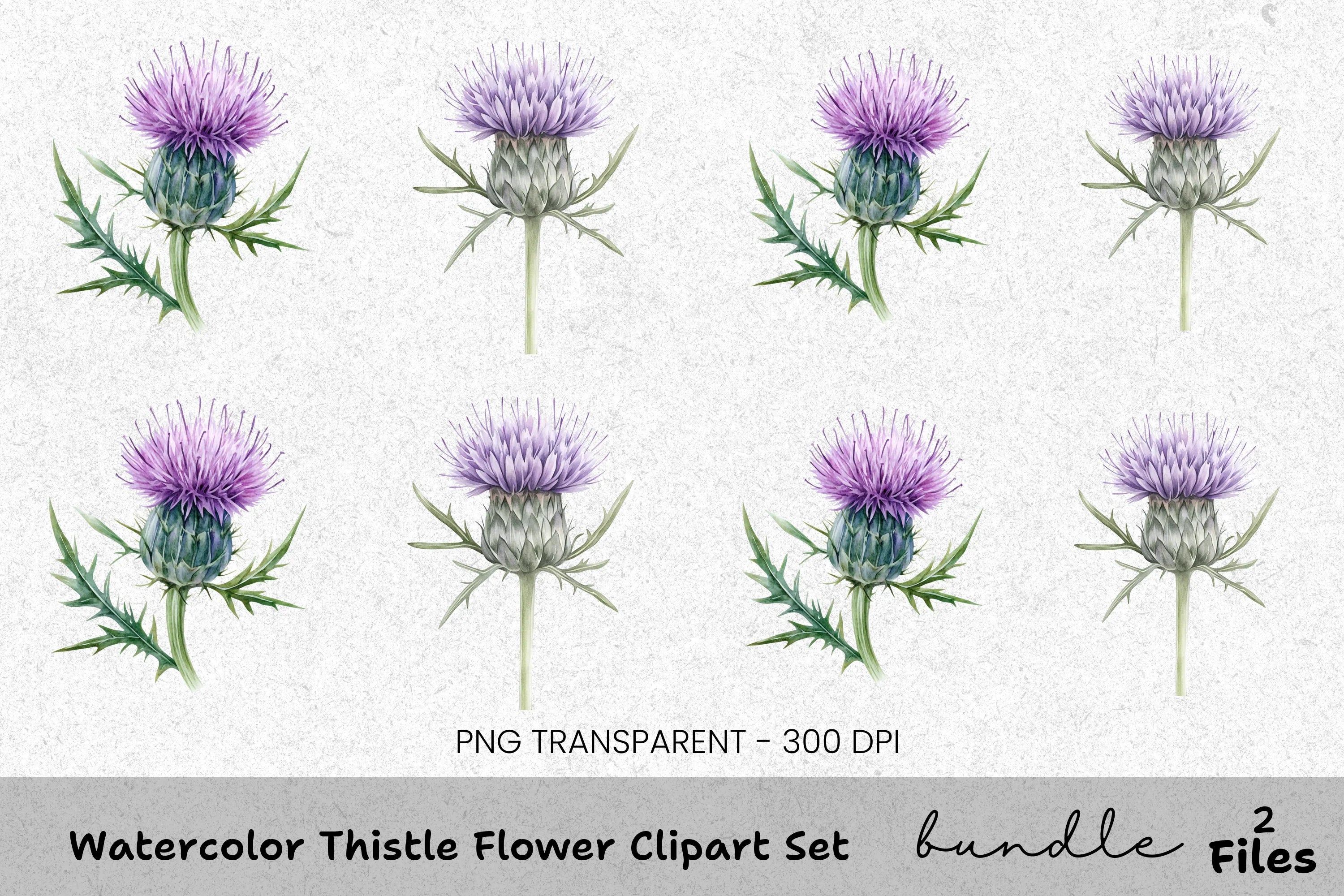 Thistle Flower Clipart Bundle