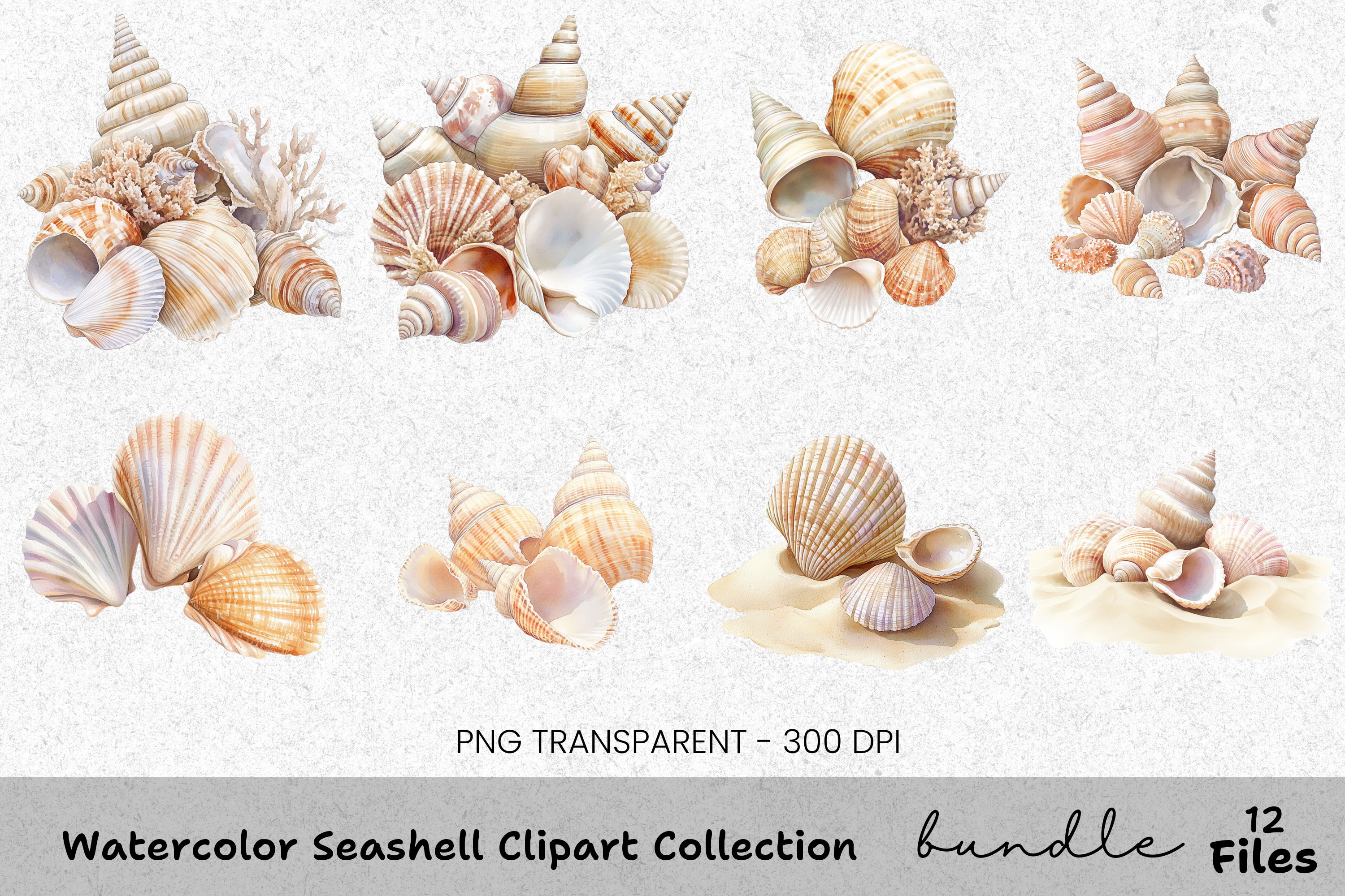 Seashell Clipart Bundle