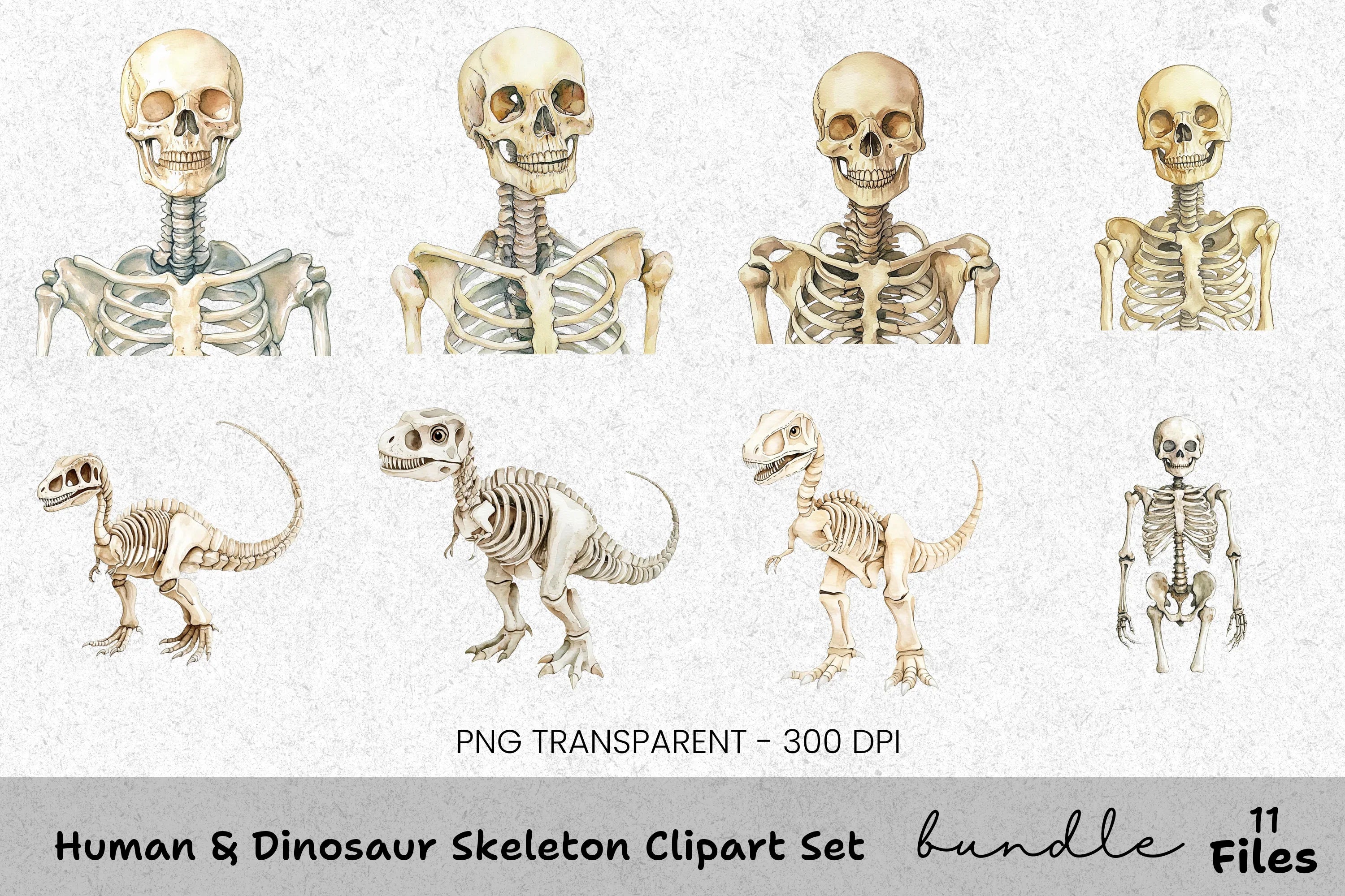 Human Dinosaur Skeleton Clipart Bundle