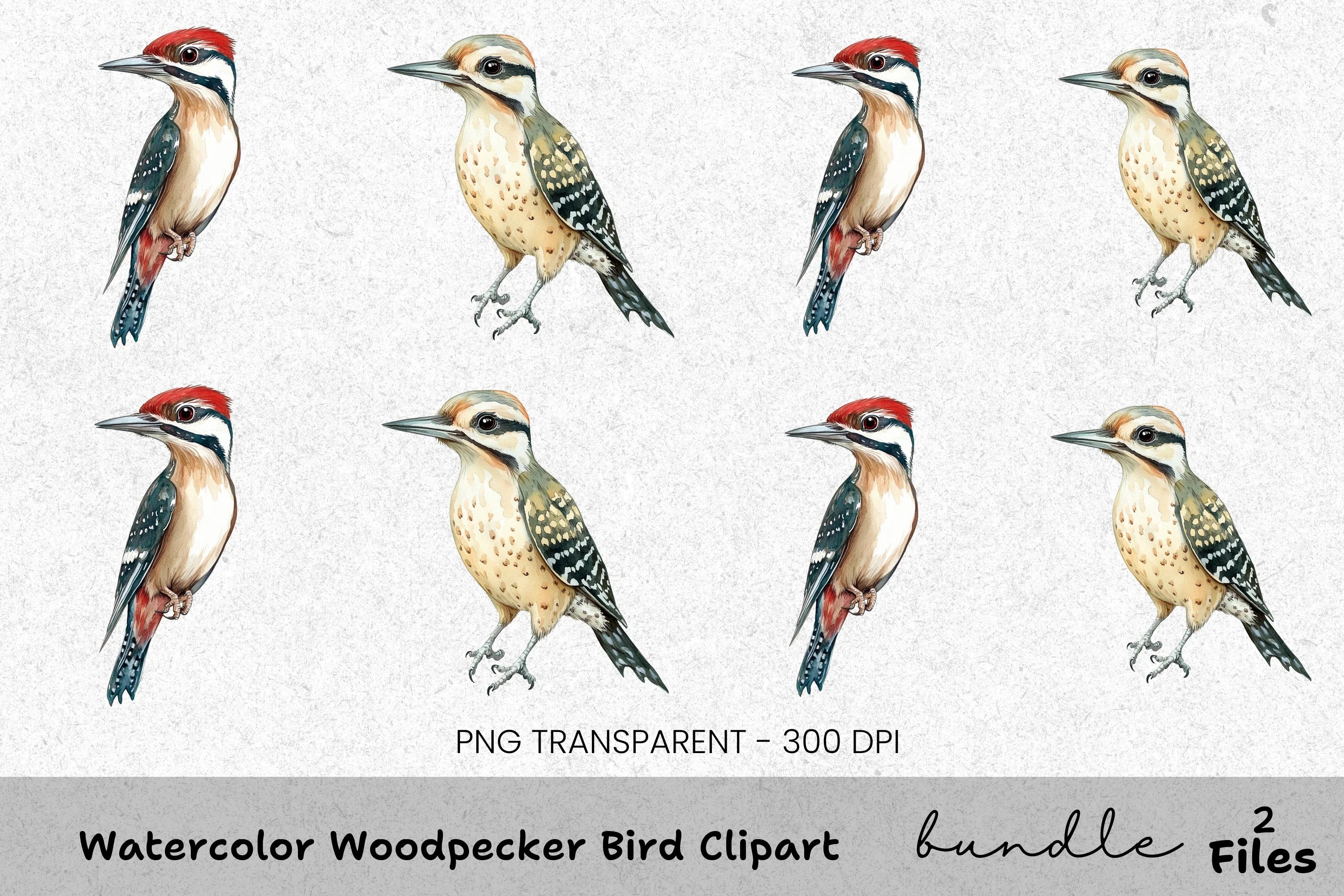 Woodpecker Bird Clipart Bundle
