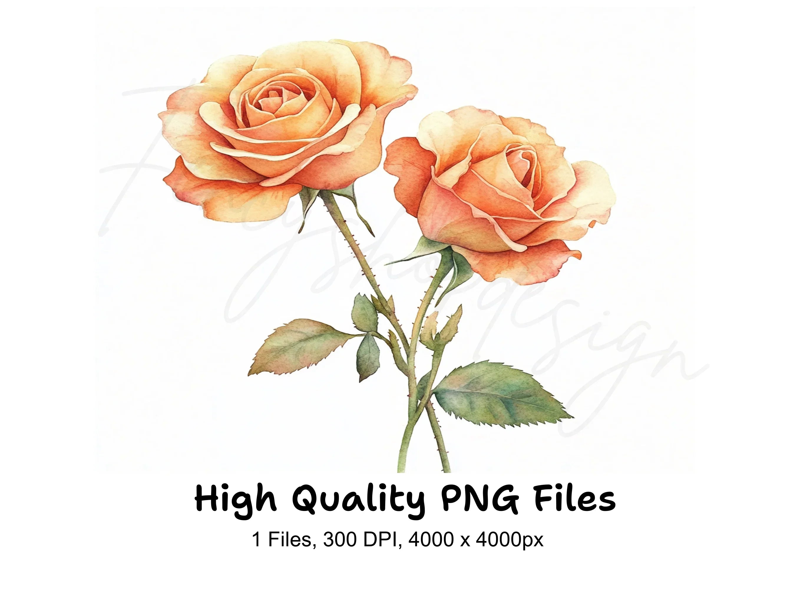 Elegant Peach Rose Clipart Bundle