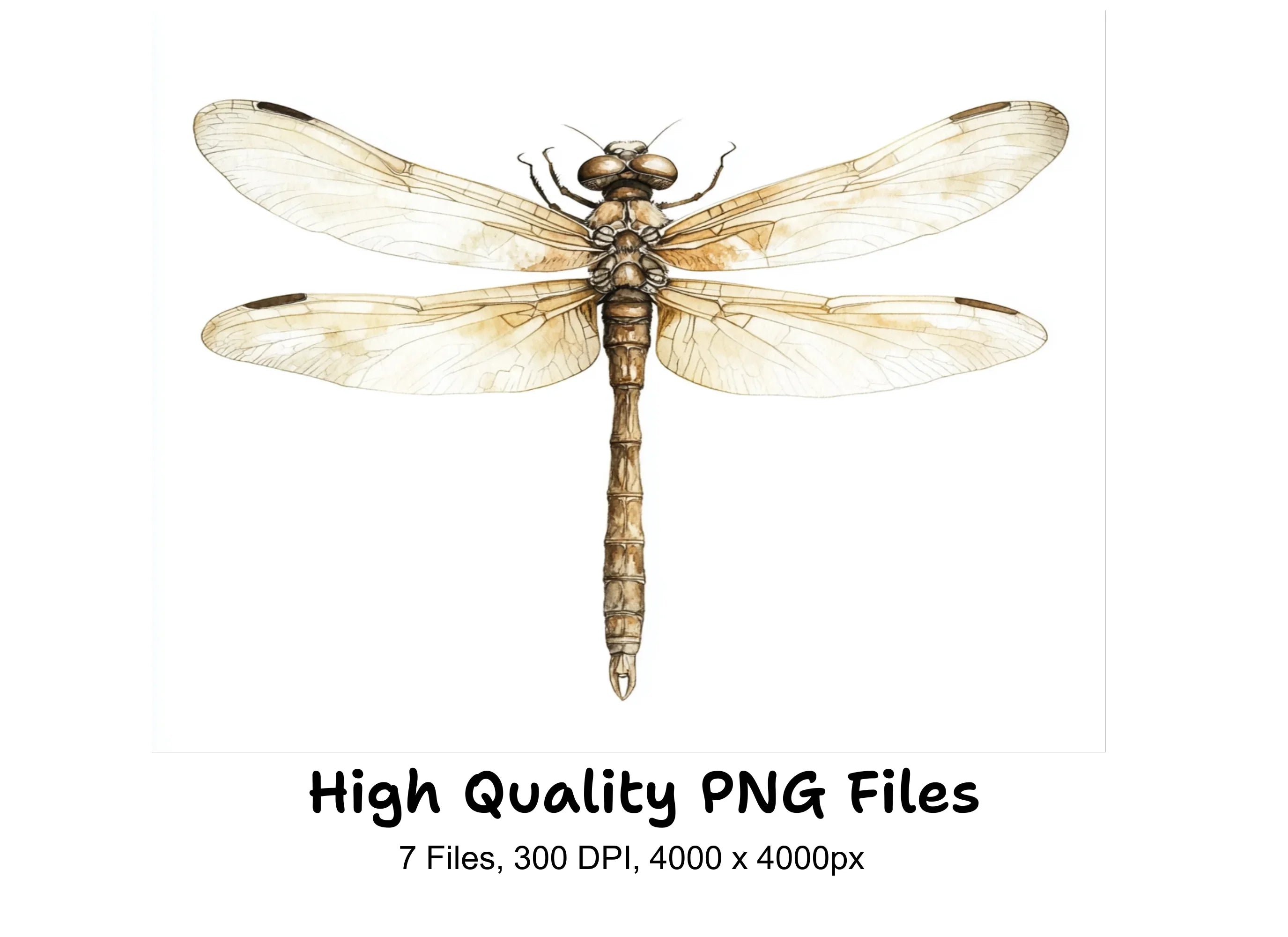 Delicate Dragonfly Clipart Bundle