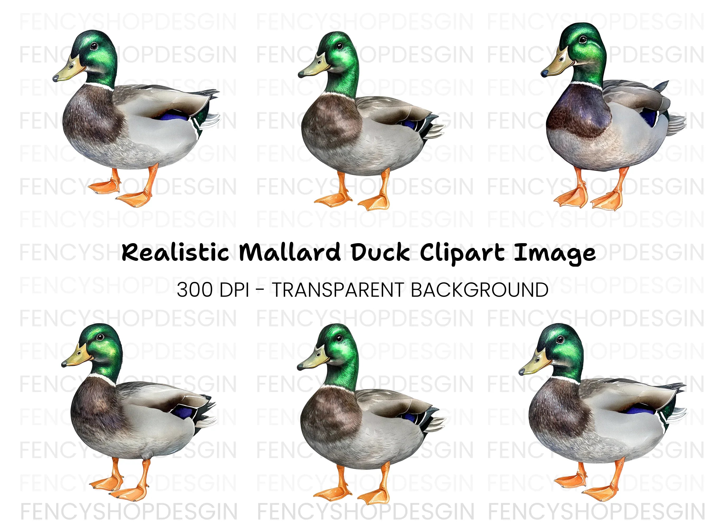 Realistic Mallard Duck Clipart Bundle