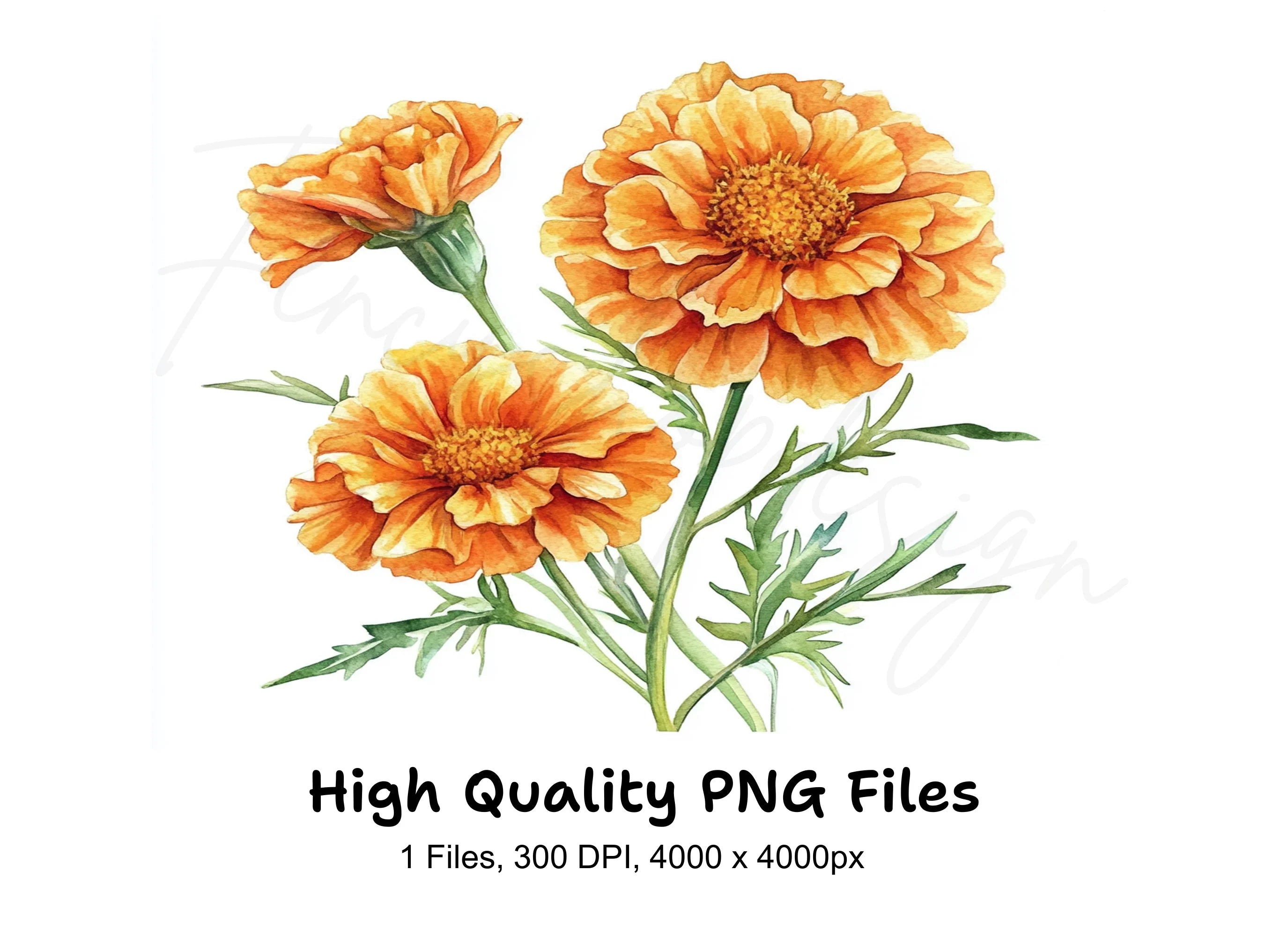Vibrant Orange Marigold Flower Clipart Bundle