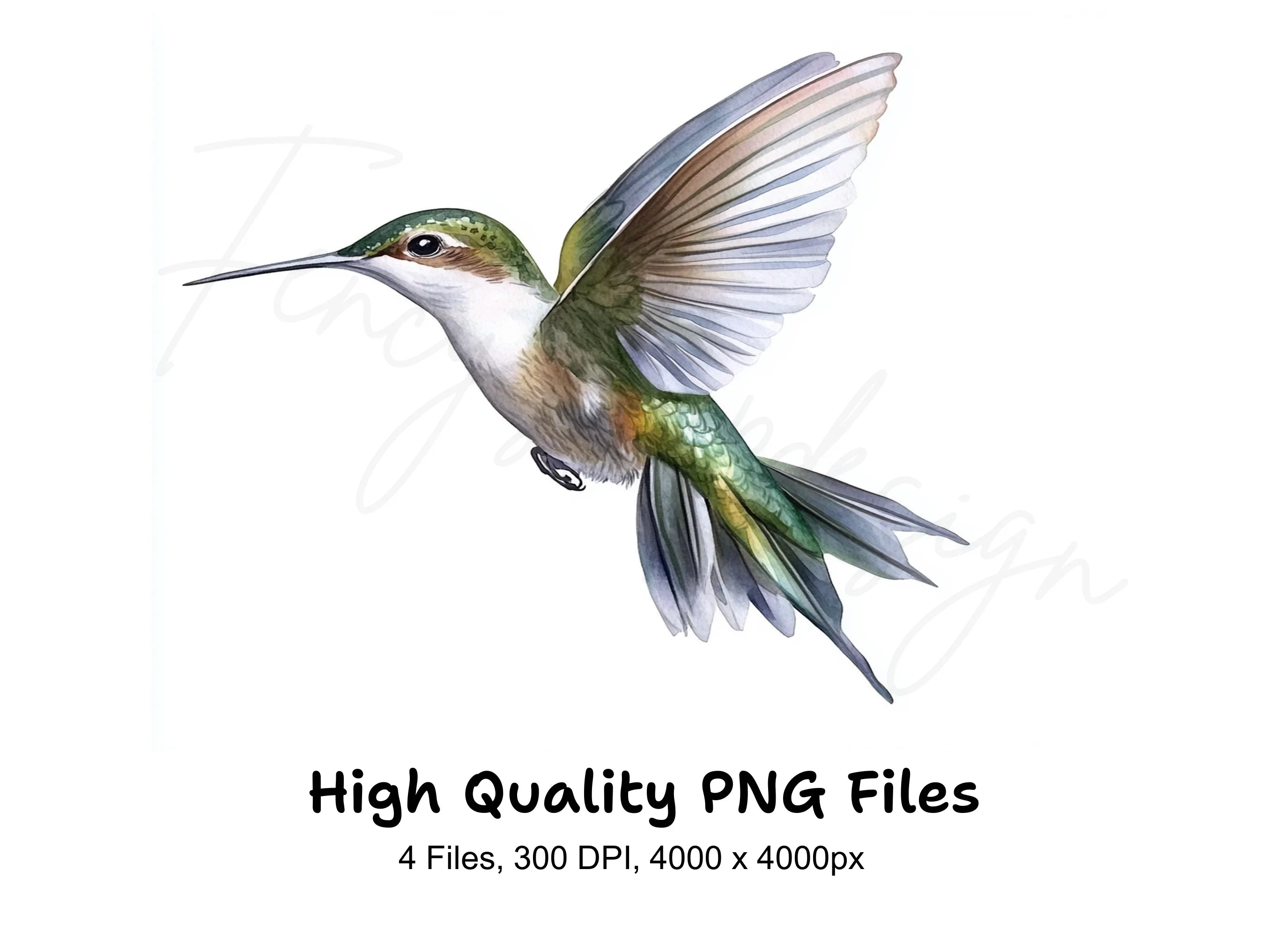 Hummingbird Clipart Bundle