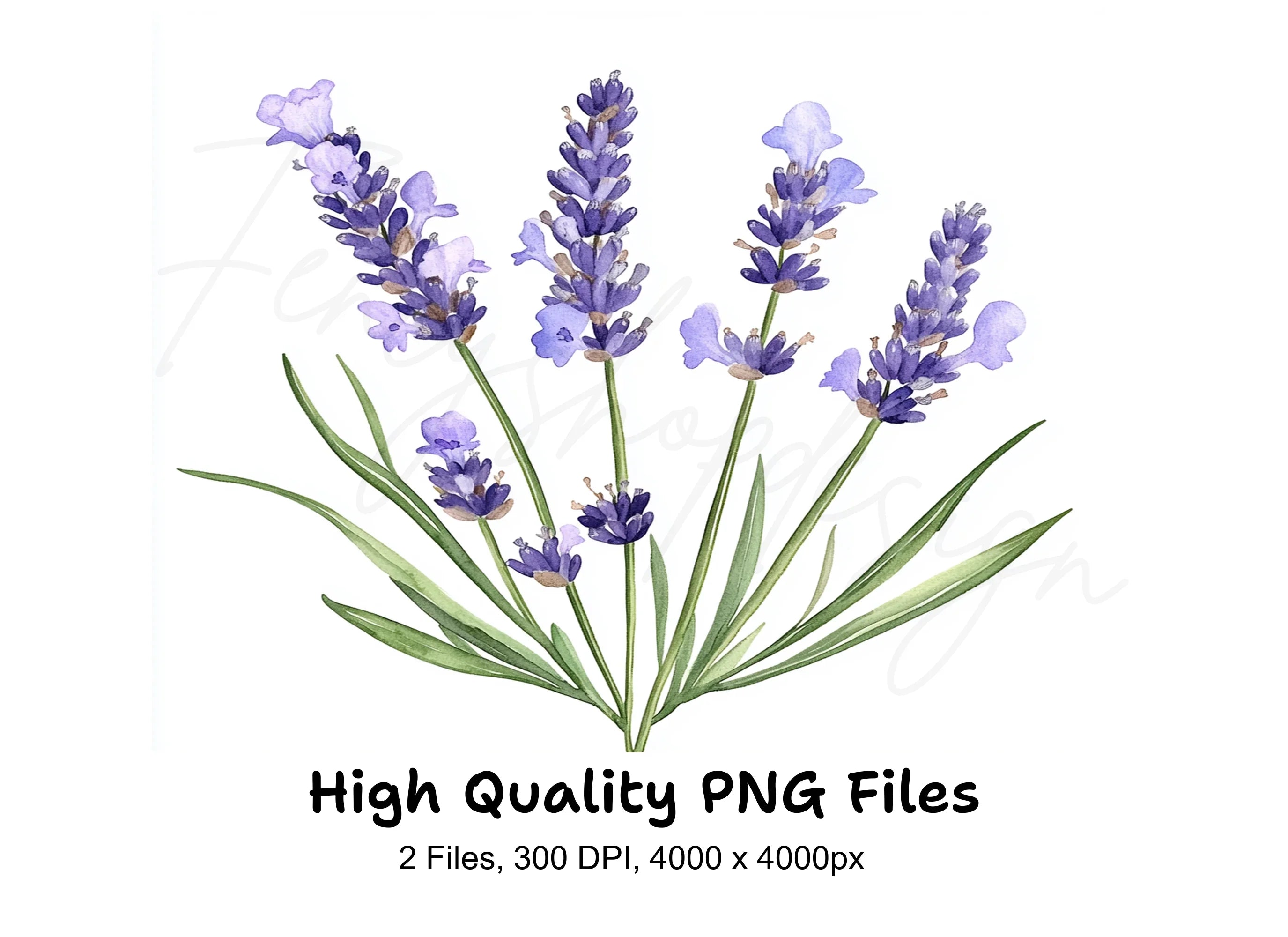 Elegant Lavender Graphics Clipart Bundle