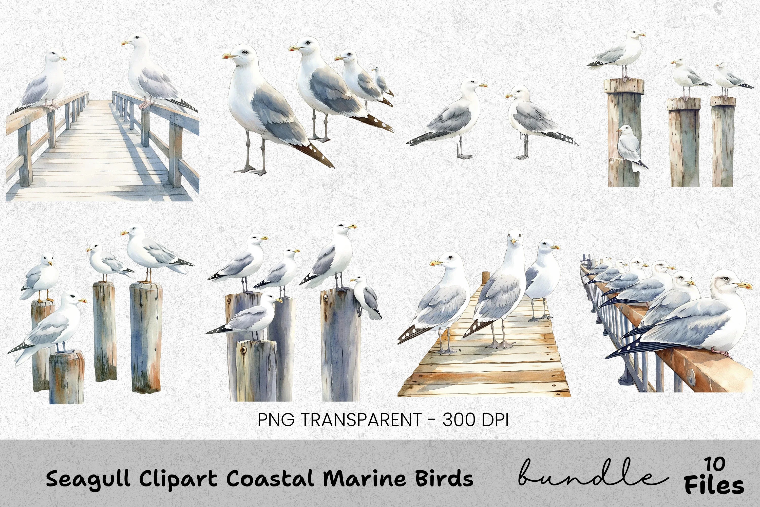 Seagull Coastal Marine Birds Clipart Bundle