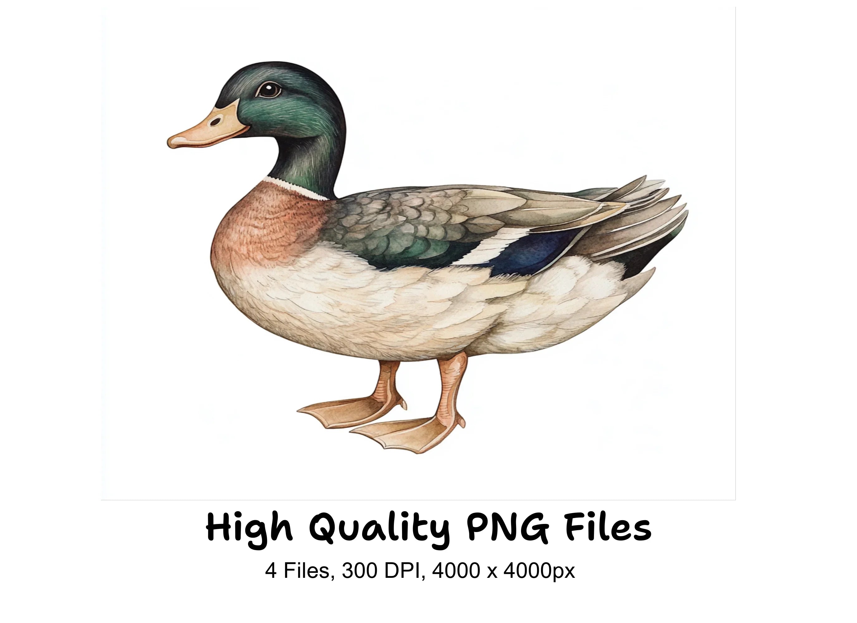 Mallard Duck Clipart Bundle