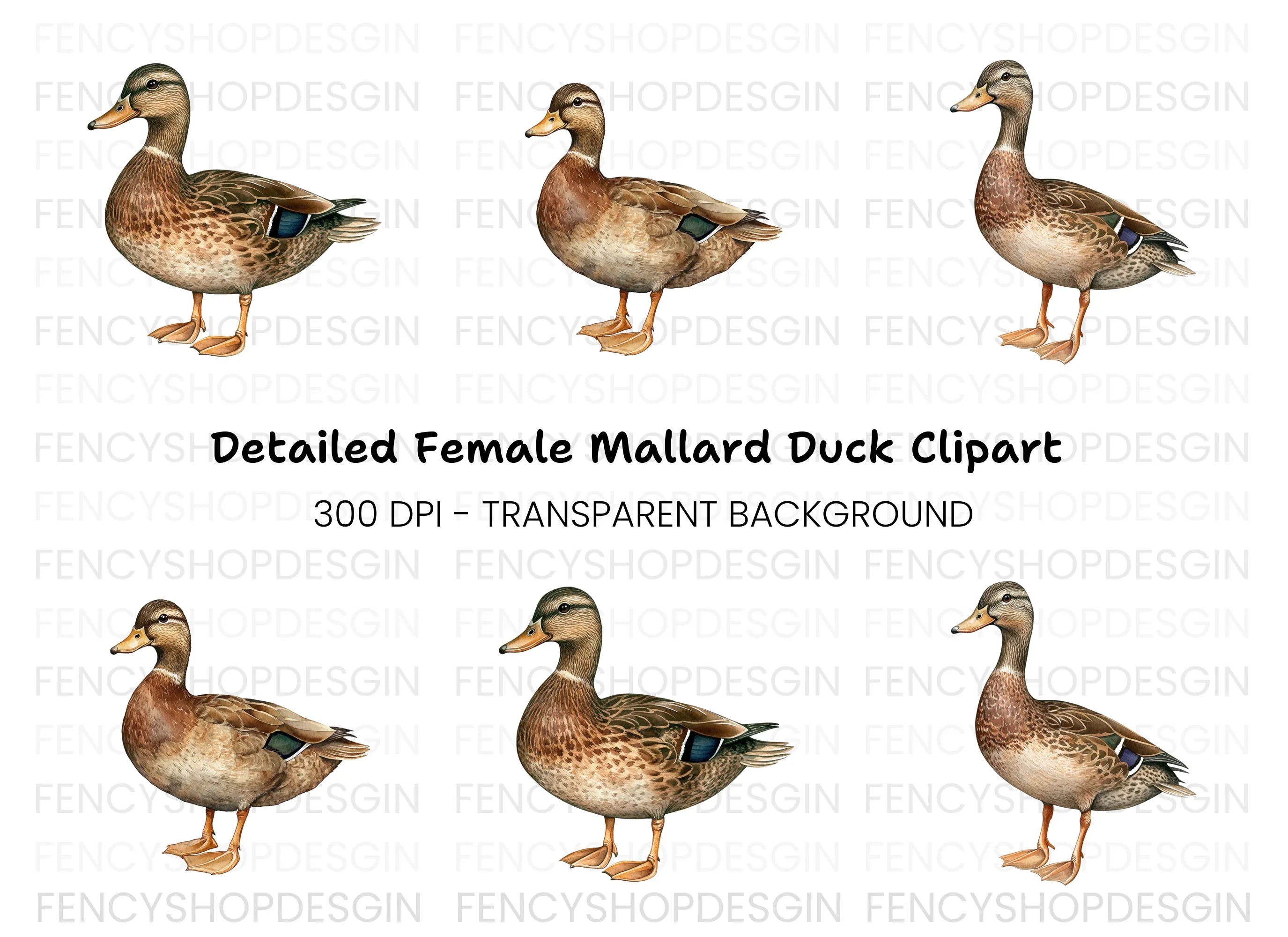 Female Mallard Duck Clipart Bundle